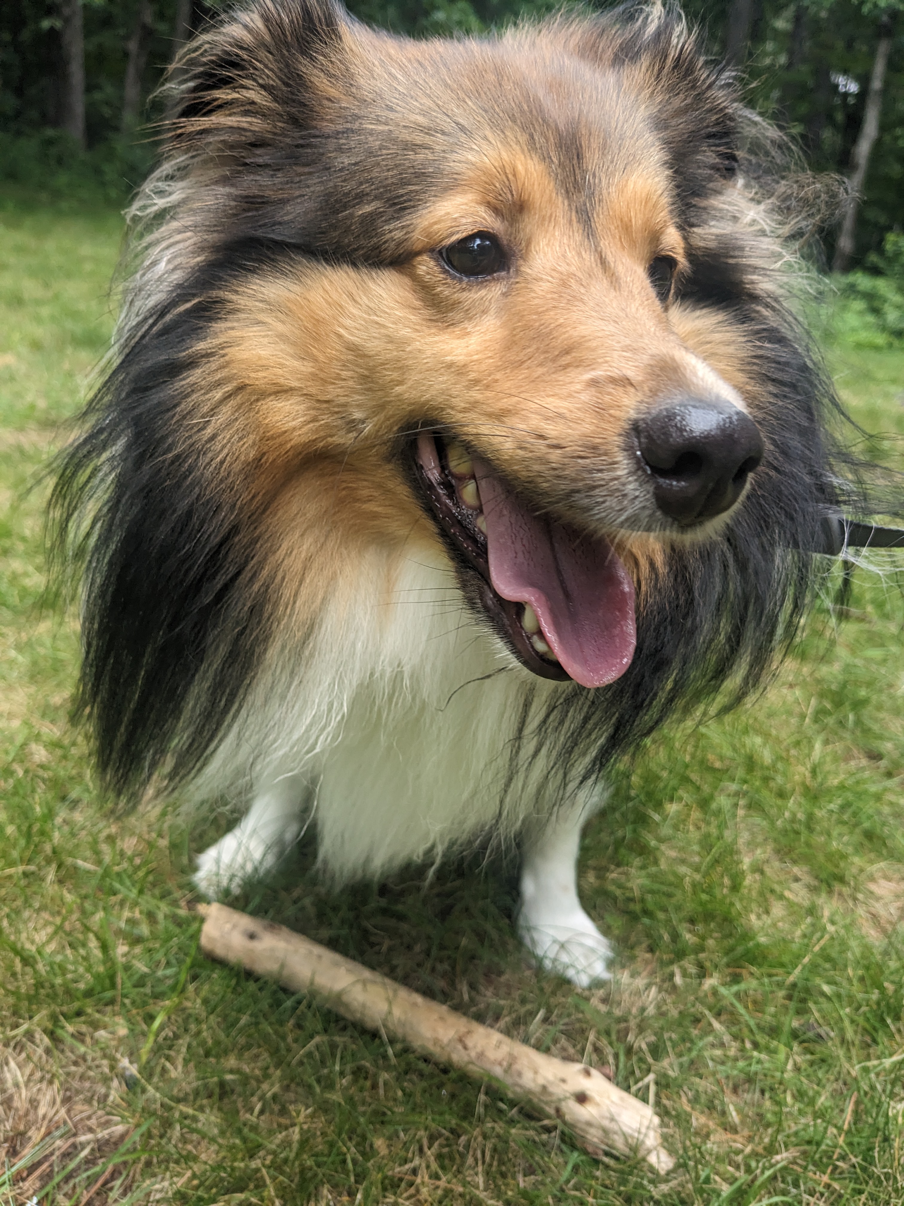 Winnie has a funny way to play fetch!😂