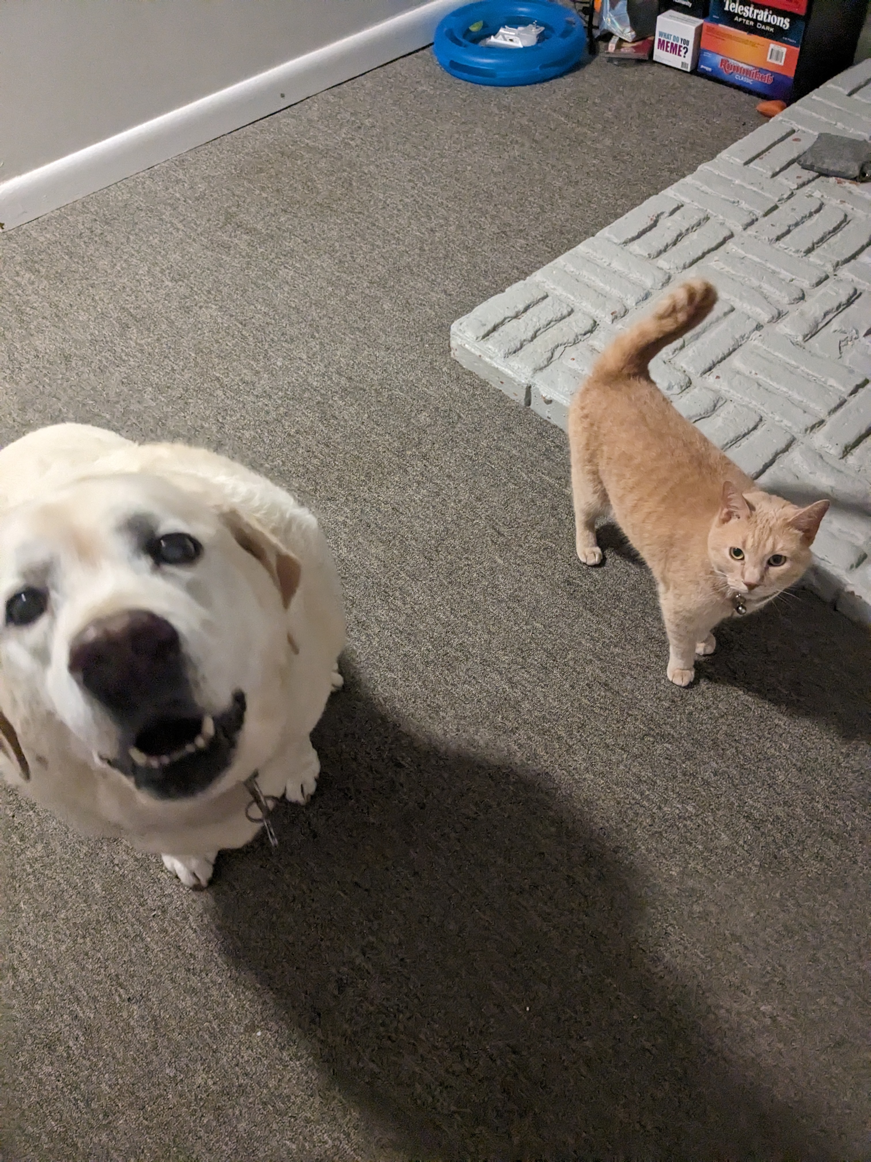 Bedtime with Nahla and Hodor is never boring!❤️🐾