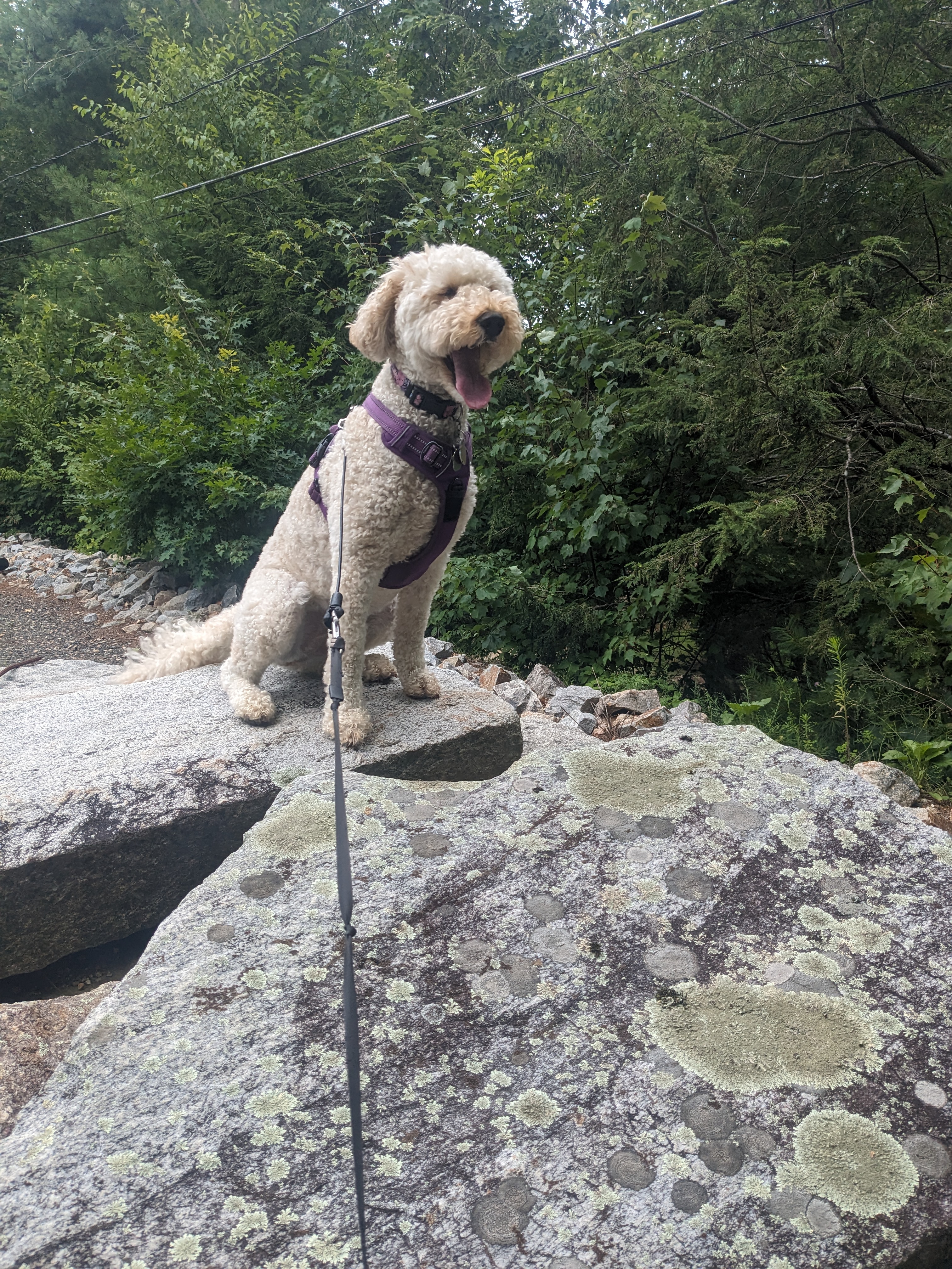 Millie the Mighty Explorer!