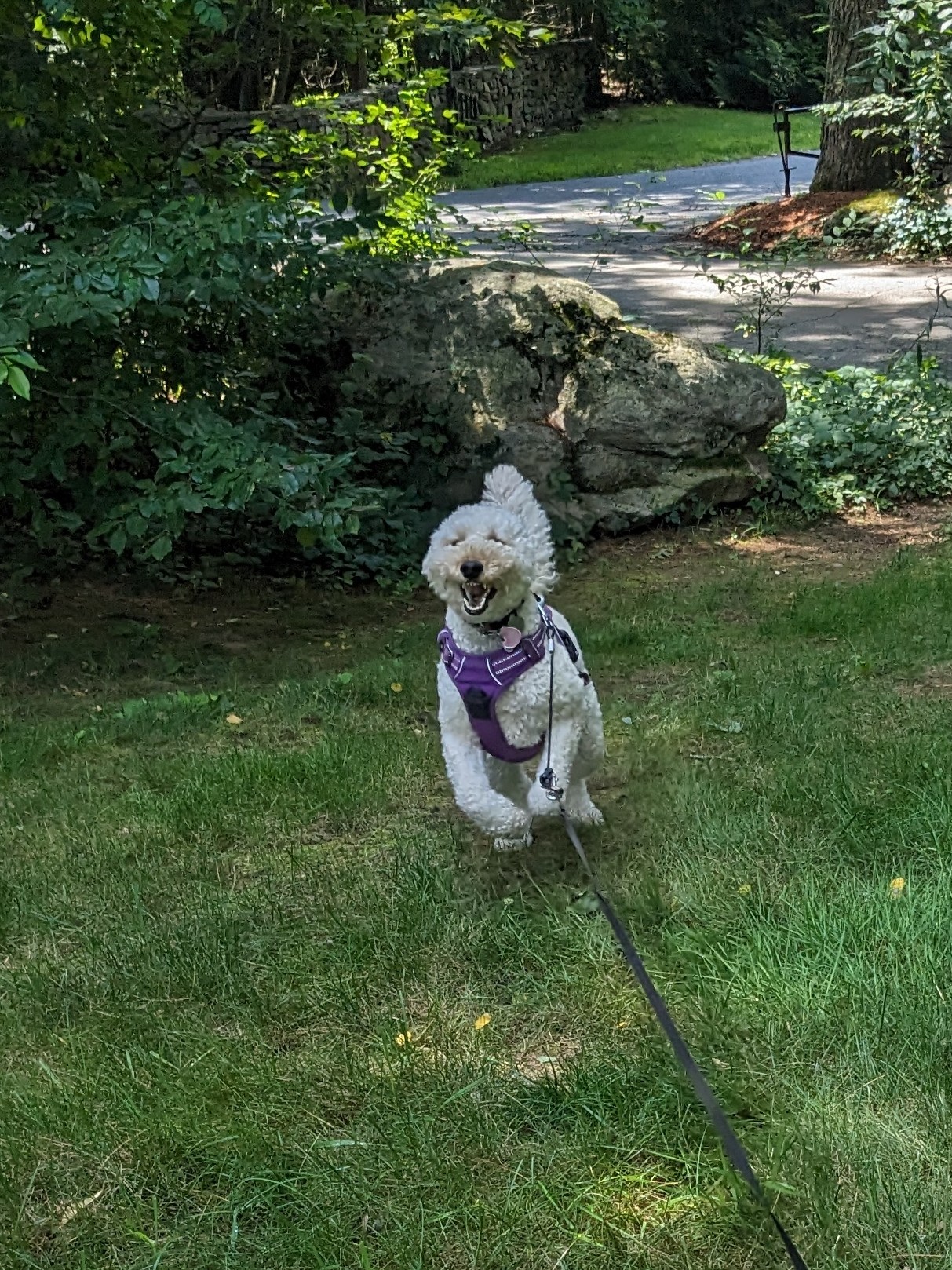 Millie is so silly!