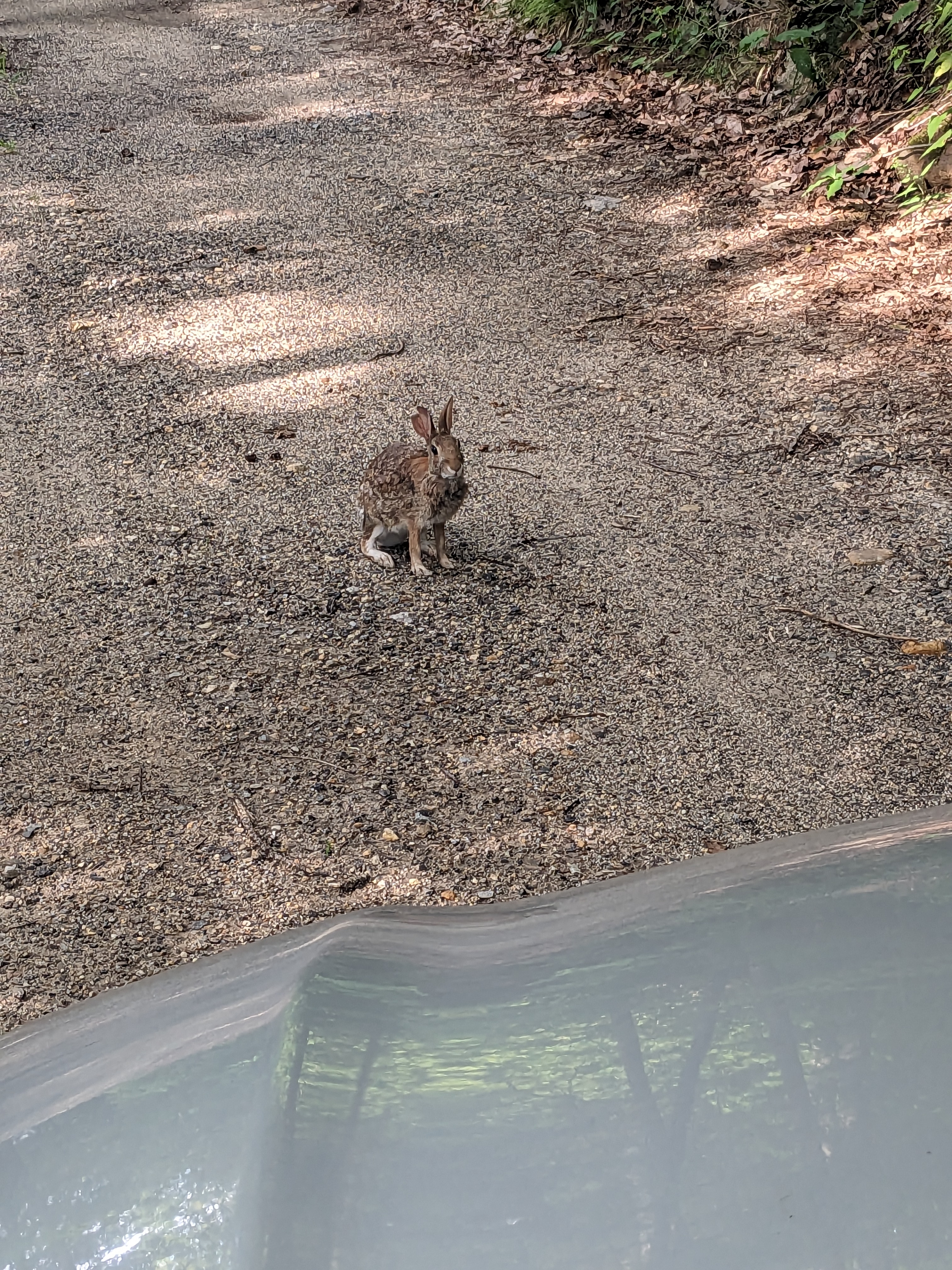 The Cutest Toll Collector and a surprise appearance from one of the Invisible Kitties!