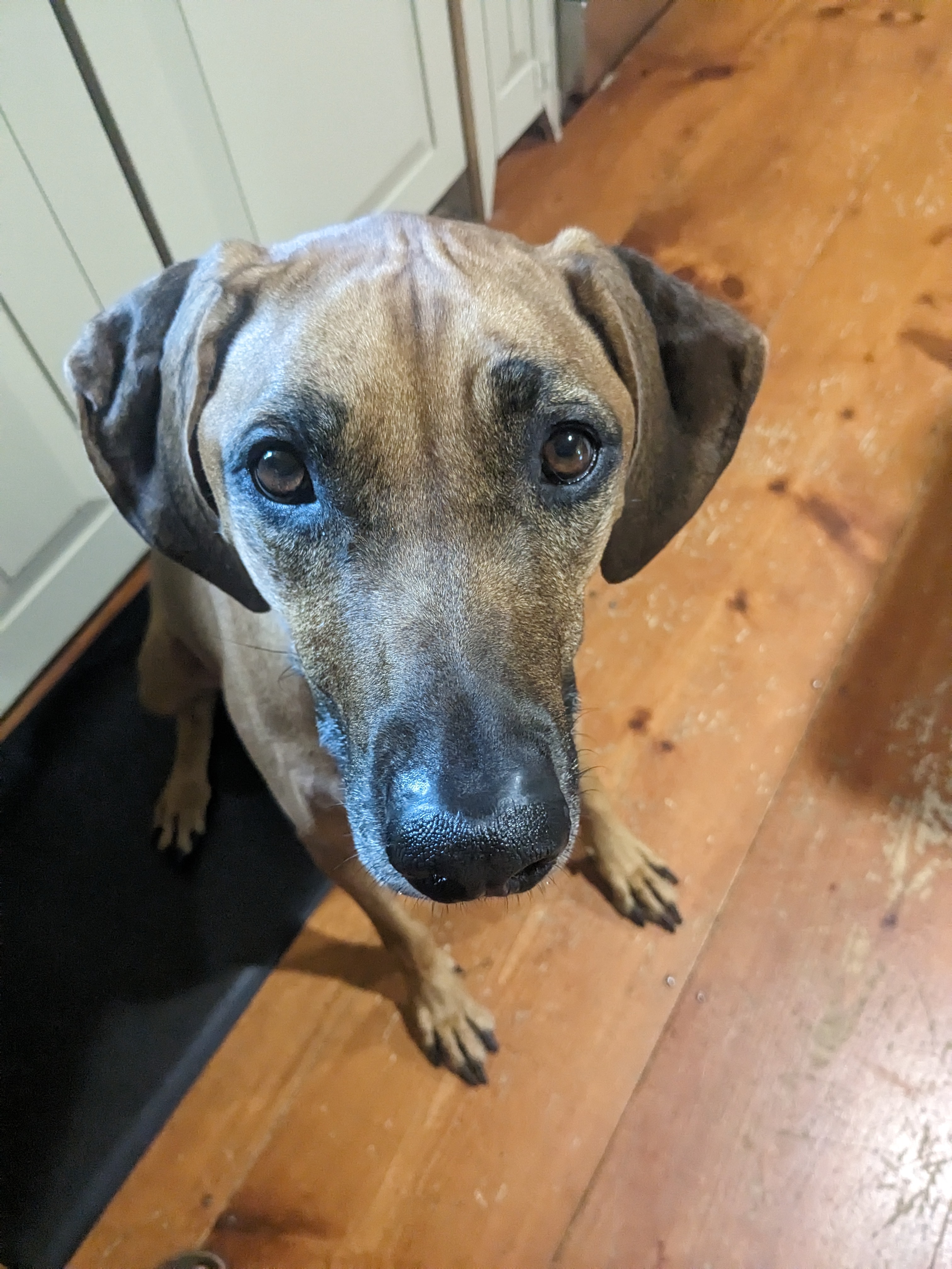 I can haz a cookie?