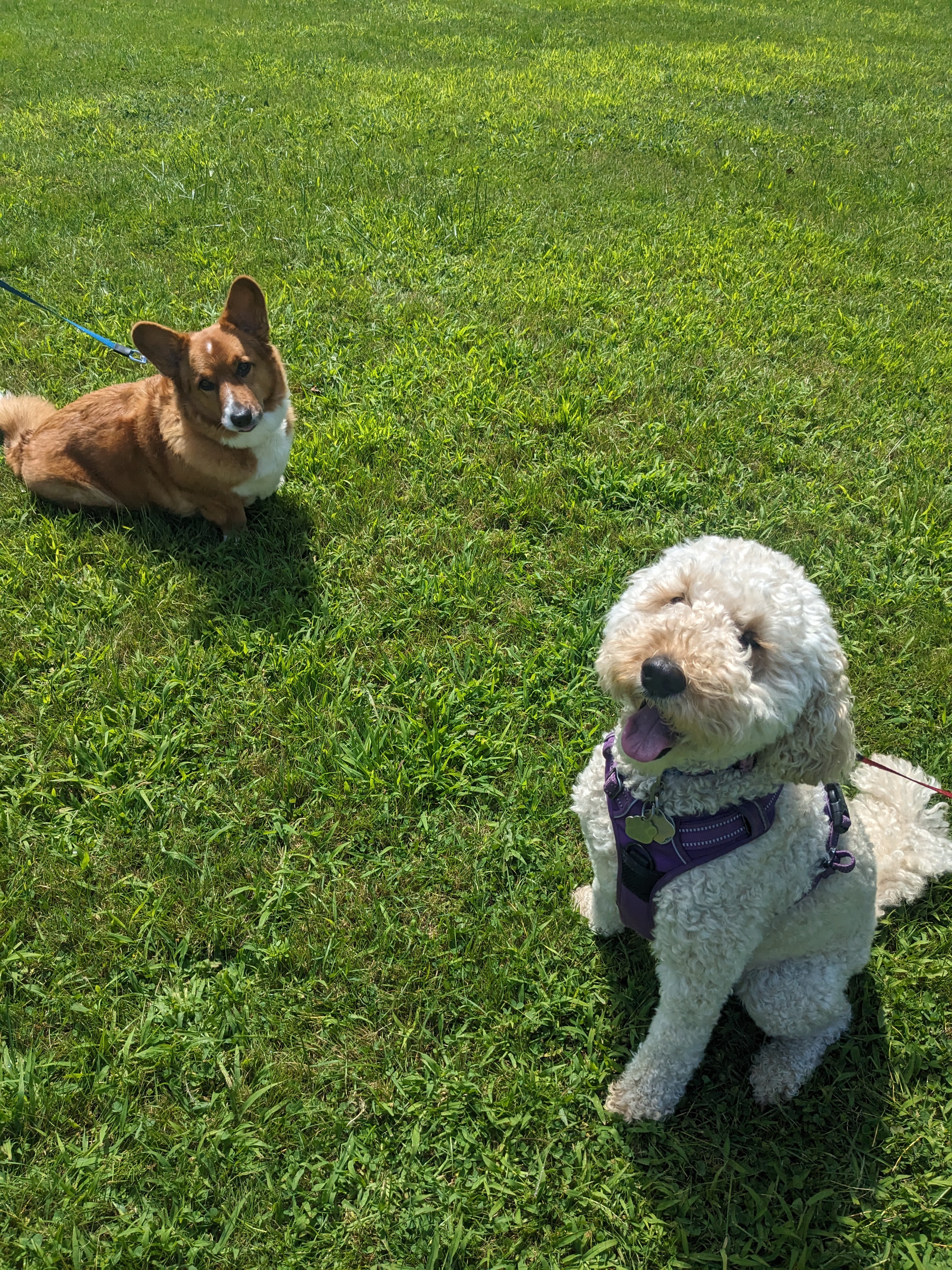 Millie makes a new friend!