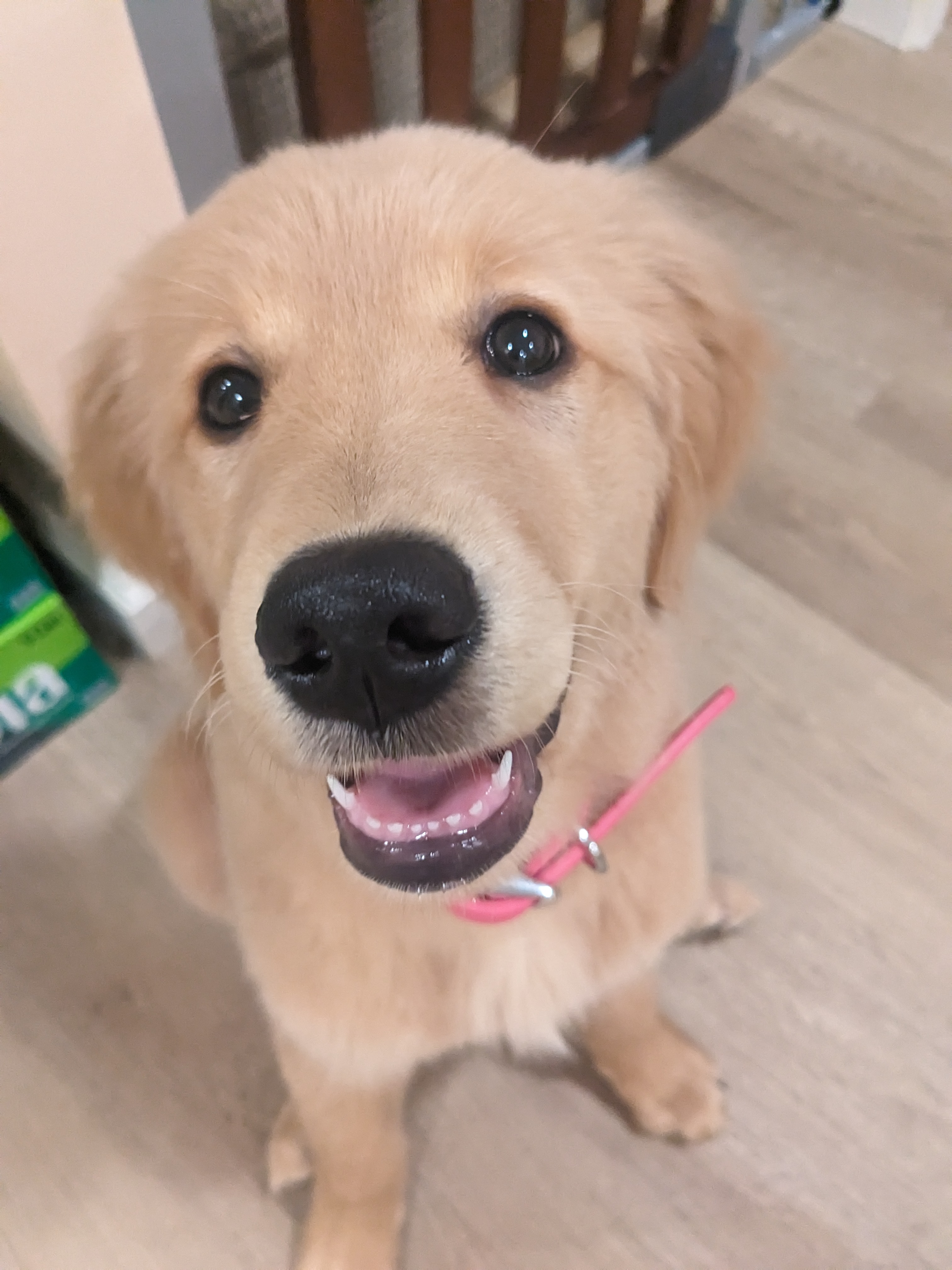 Saturday night puppy Love with little Gracie!