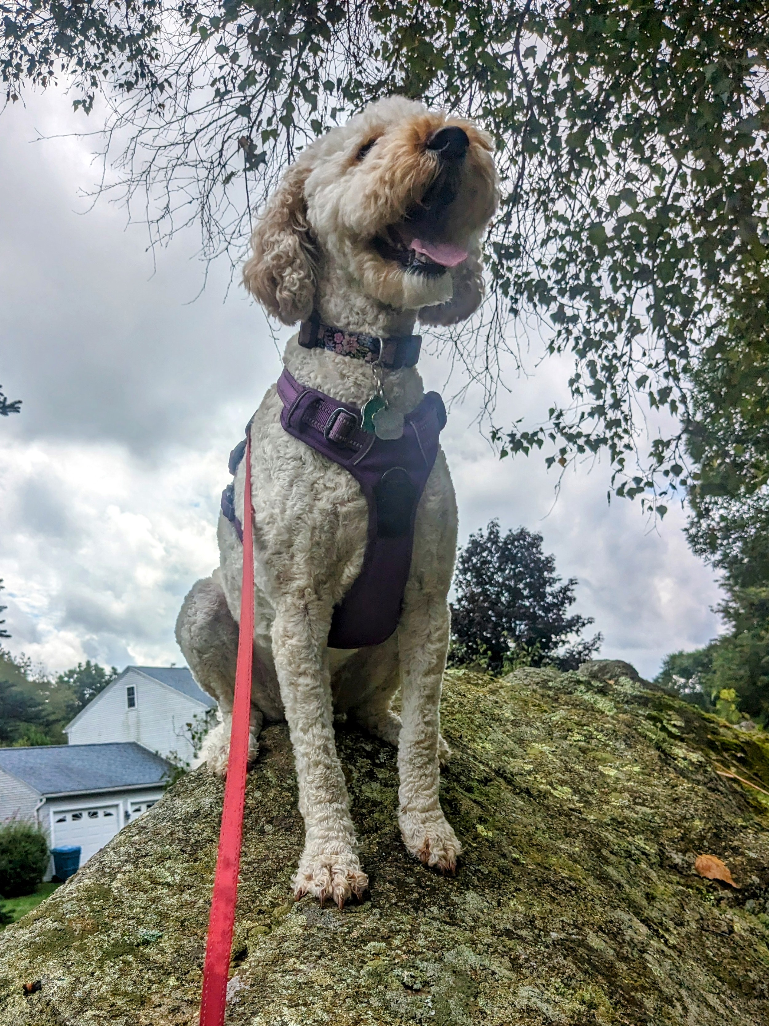 The perfect cocktail: Millie on the Rocks
