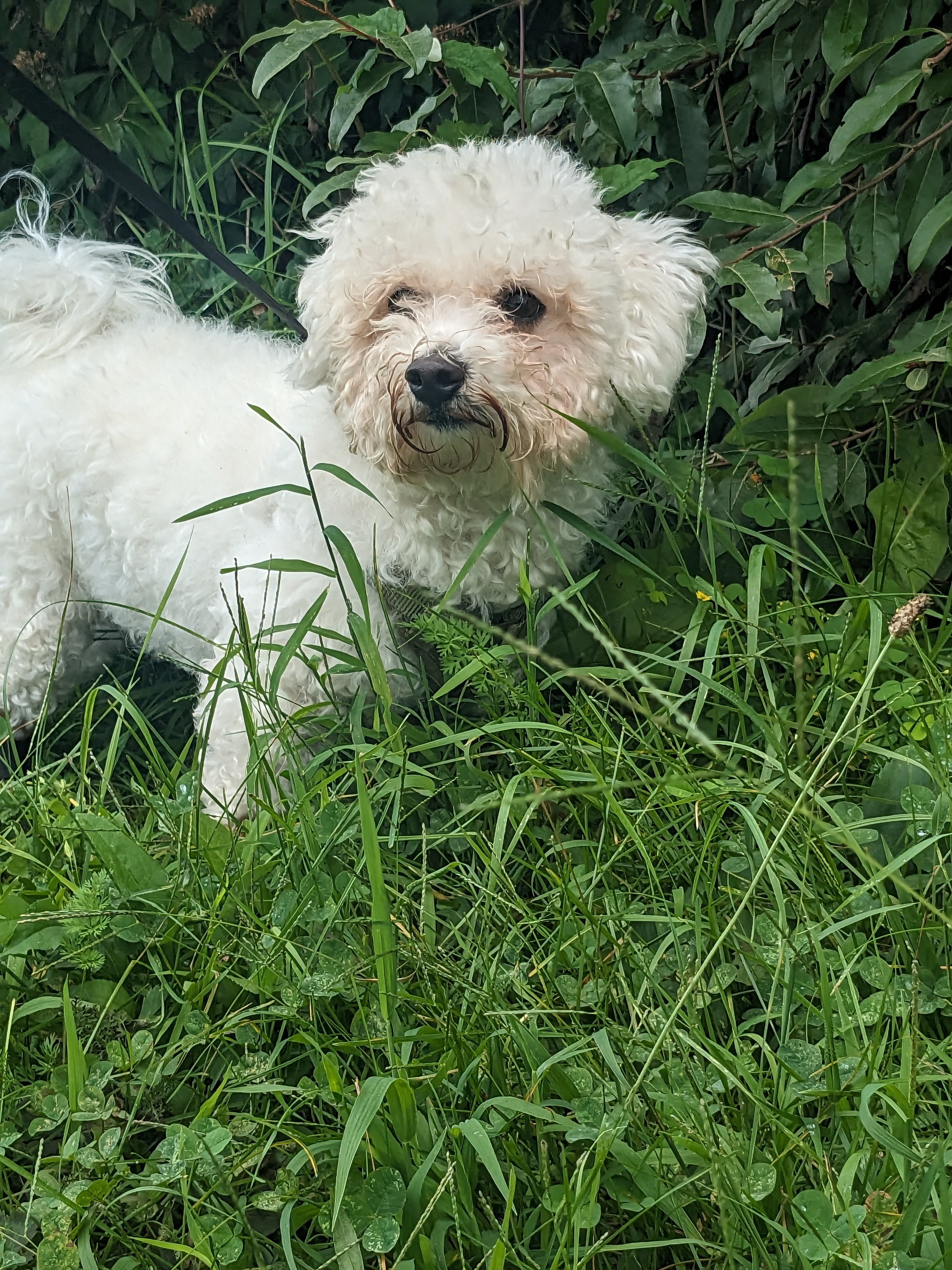 Mylo loves to sniff, stroll and roll