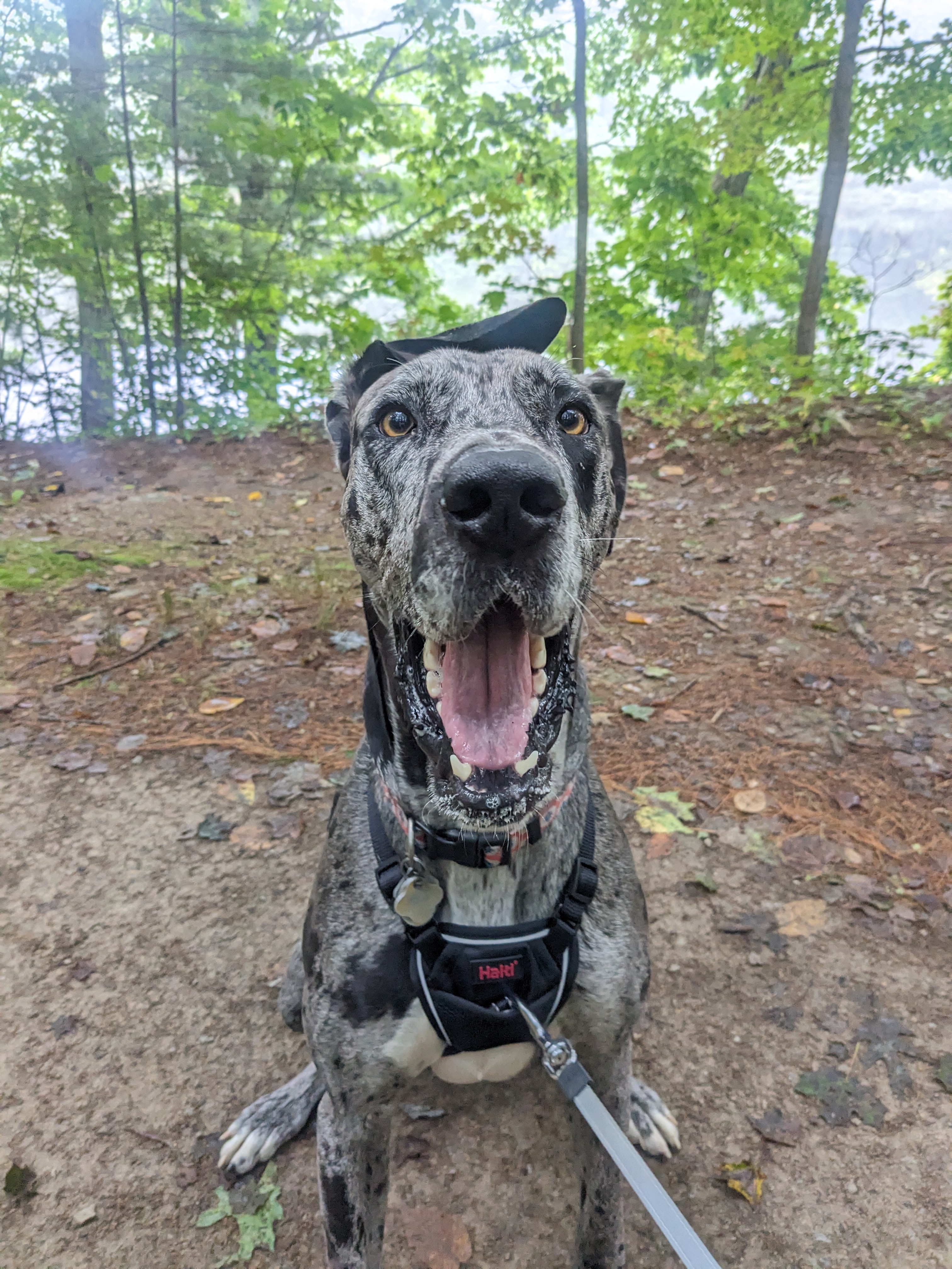 A new leash on life