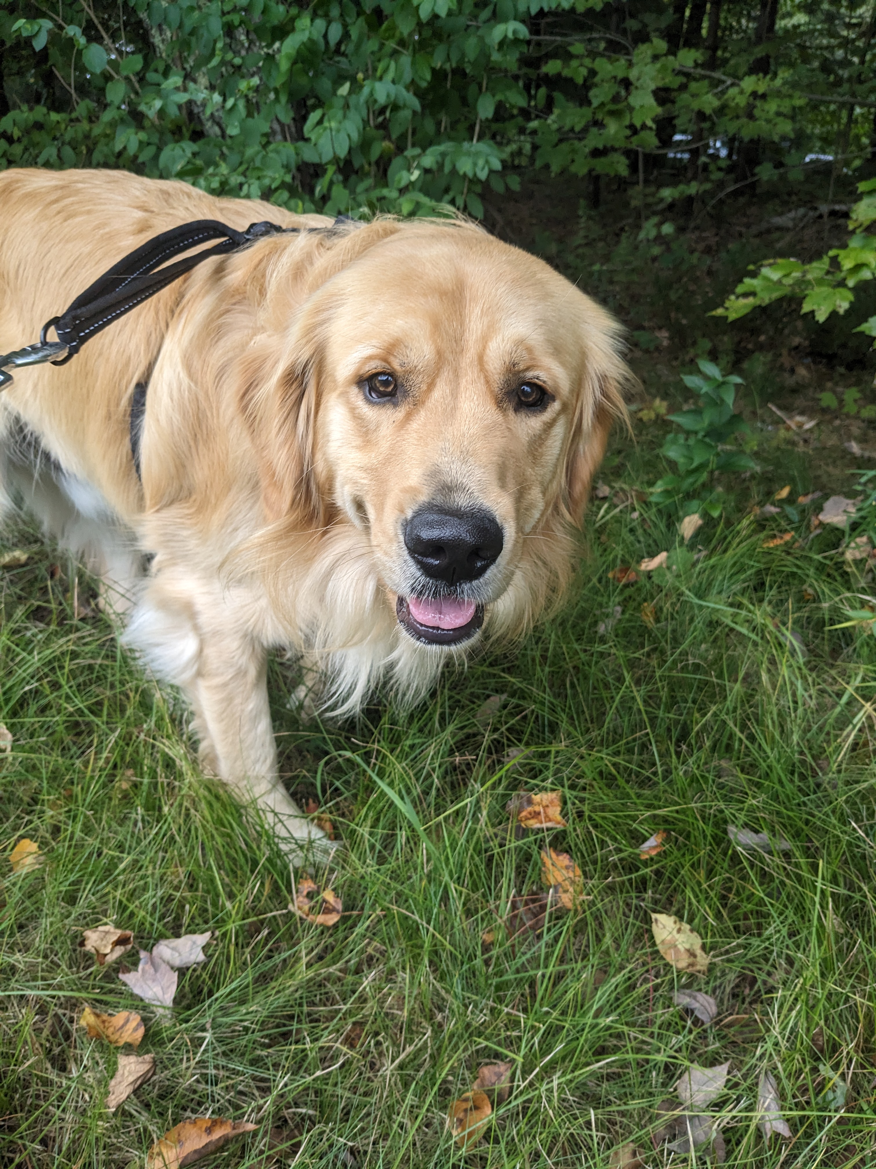 A treat filled windy walk with Beau