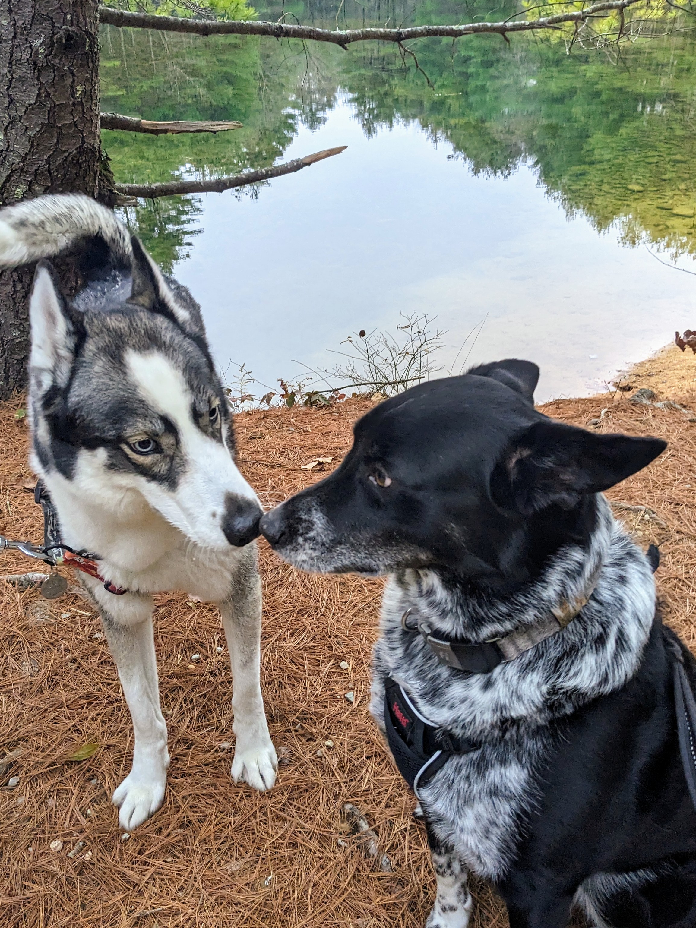 Sgt. Pepper & Packer go on an adventure!
