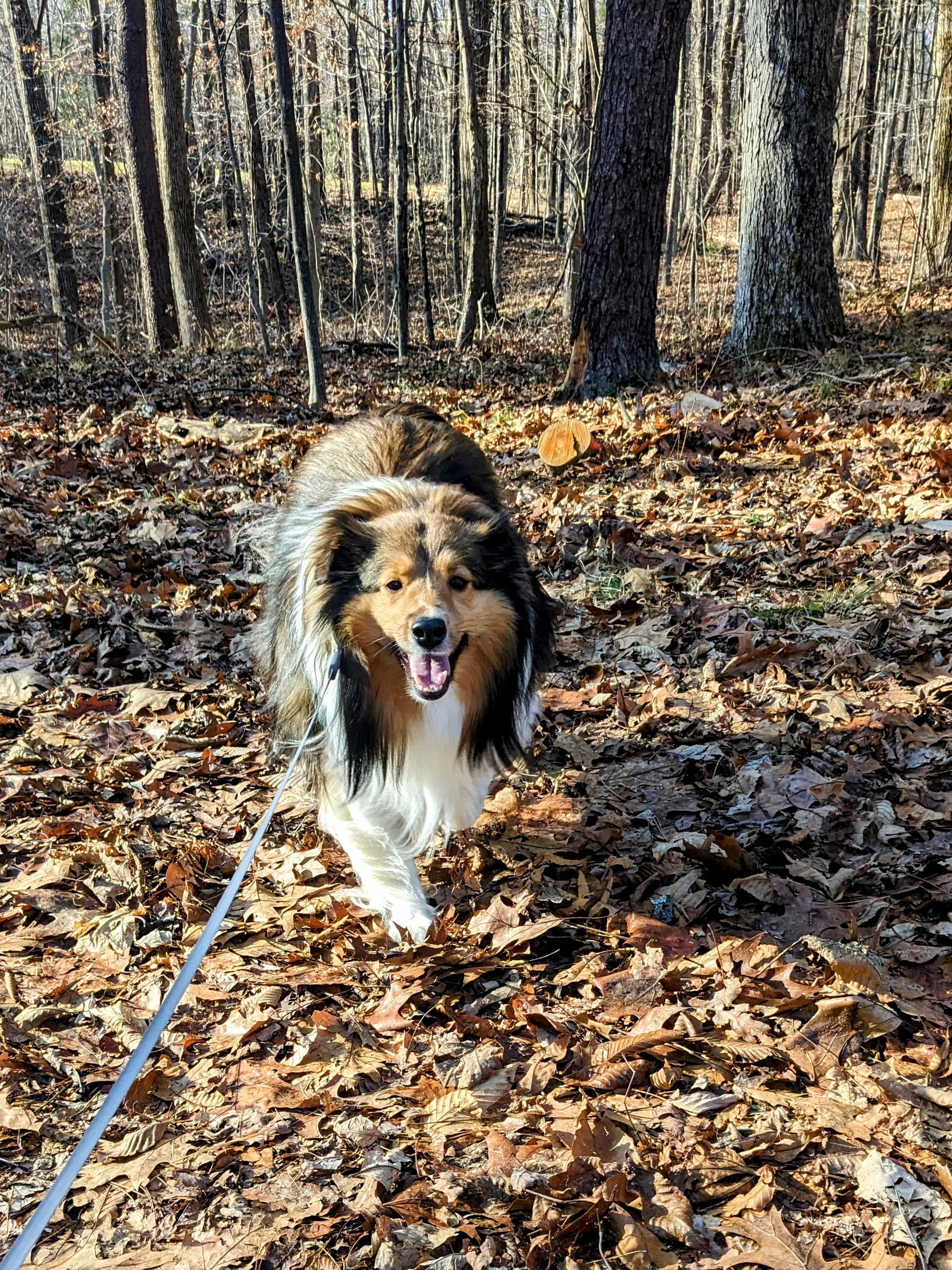 Trail blazing with my pal Winnie