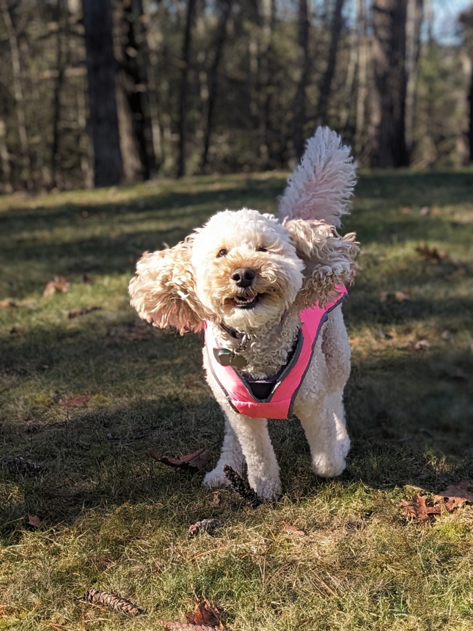 Who’s excited for snow? Millie!!!!❄️❤️🐾