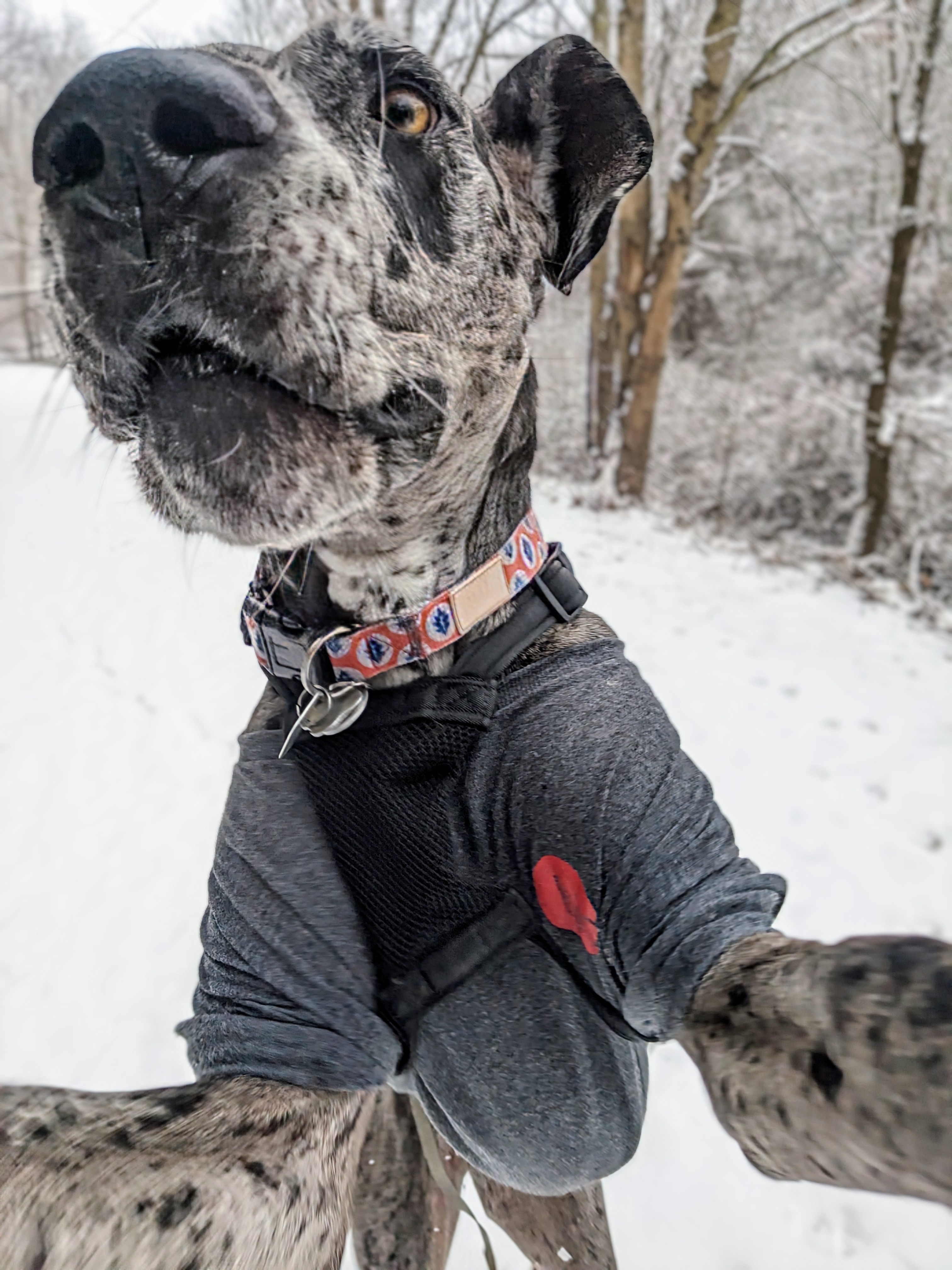Frozen Flying Dog