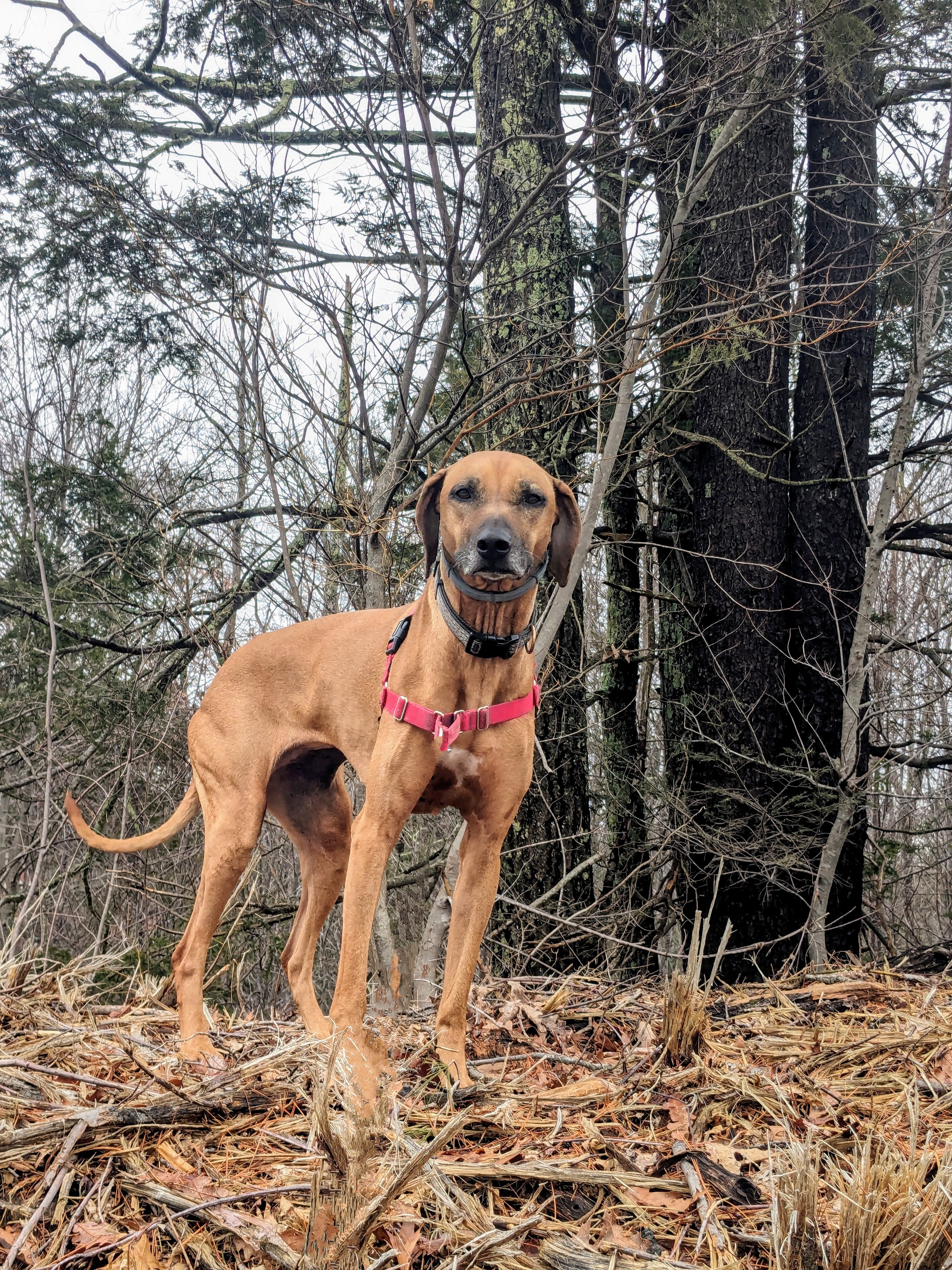 Brienne the Mighty Explorer!