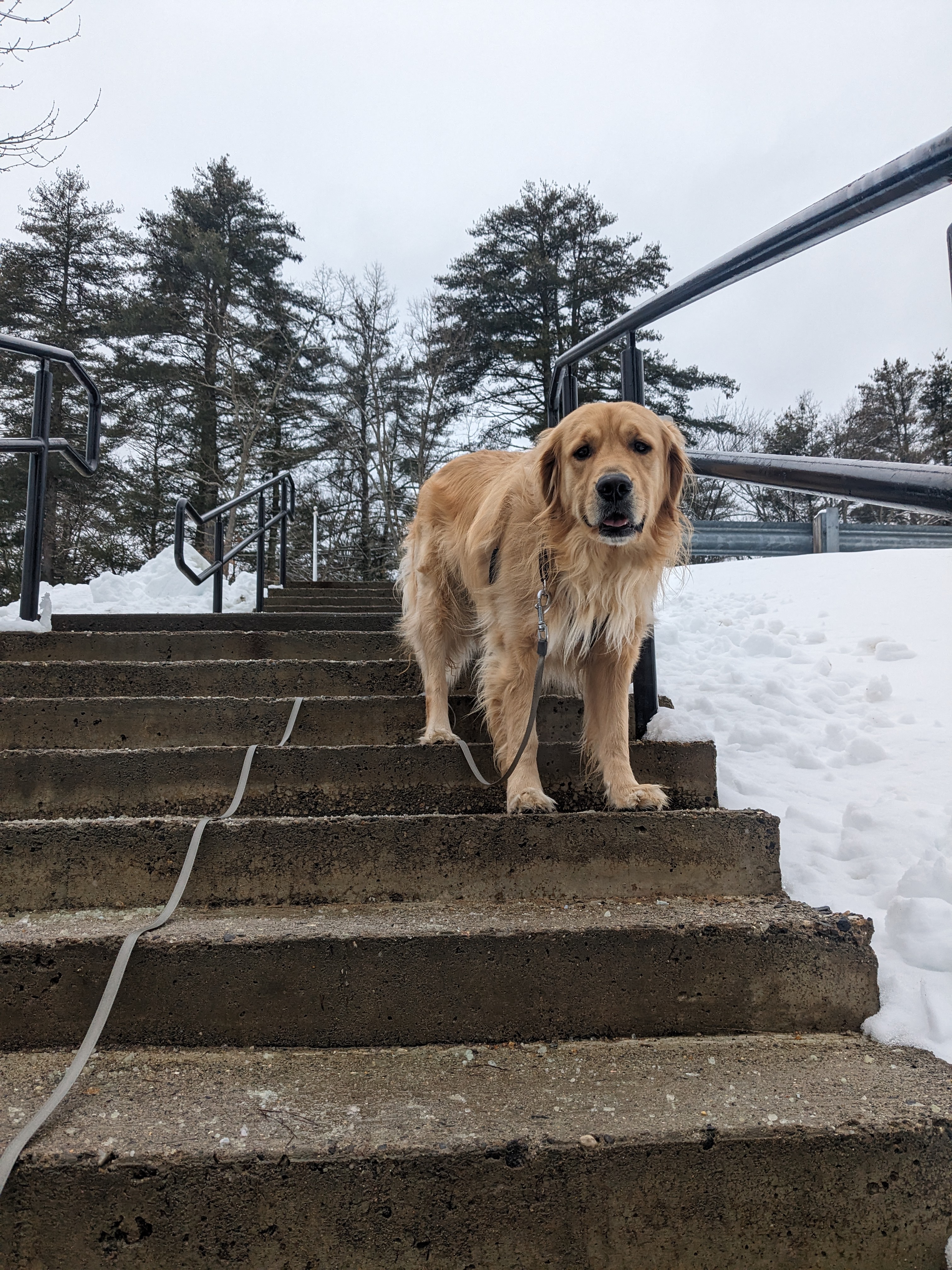 Beau goes to school