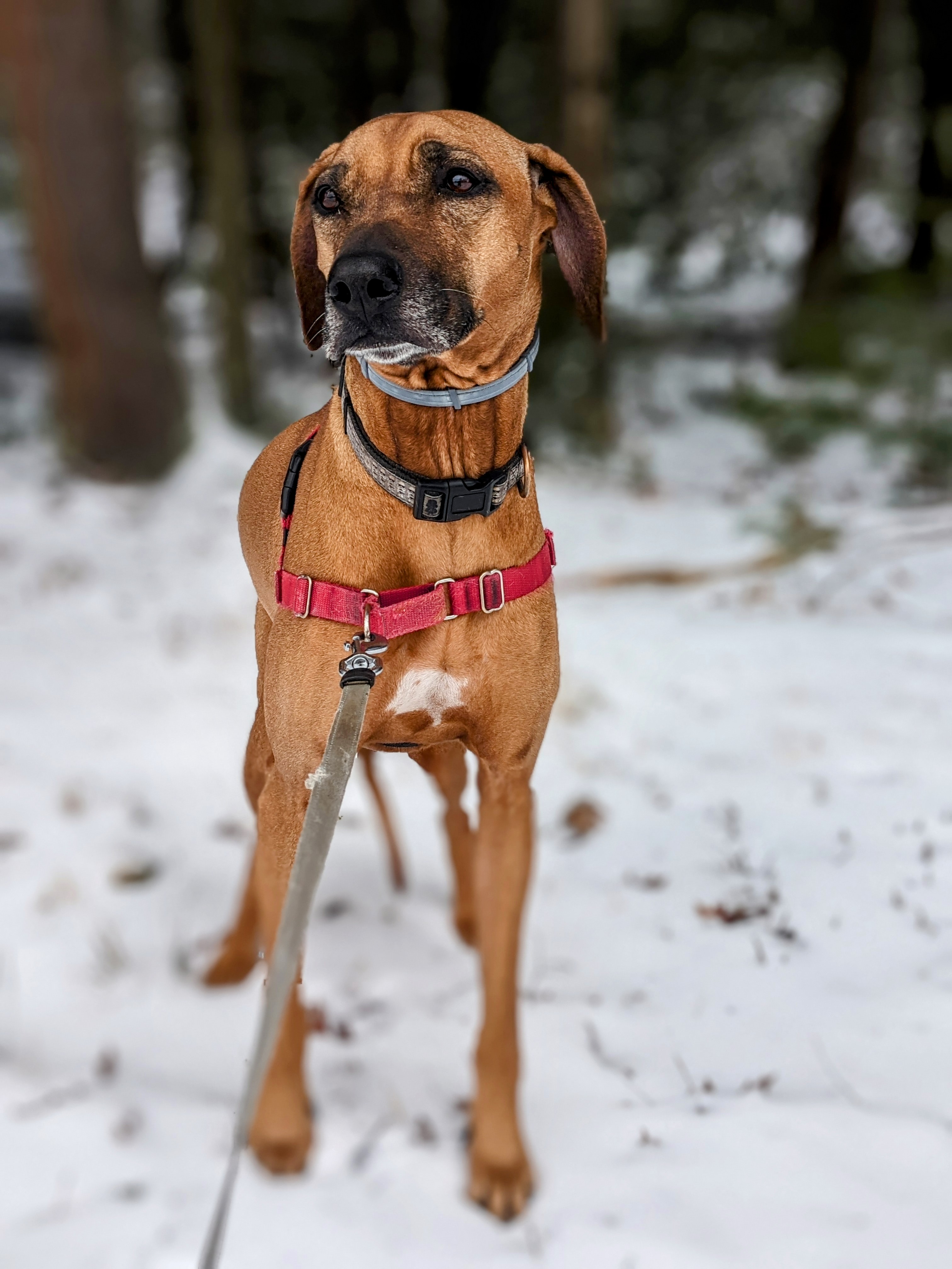 Have I mentioned Brienne hates the cold?🥶🐾❤️