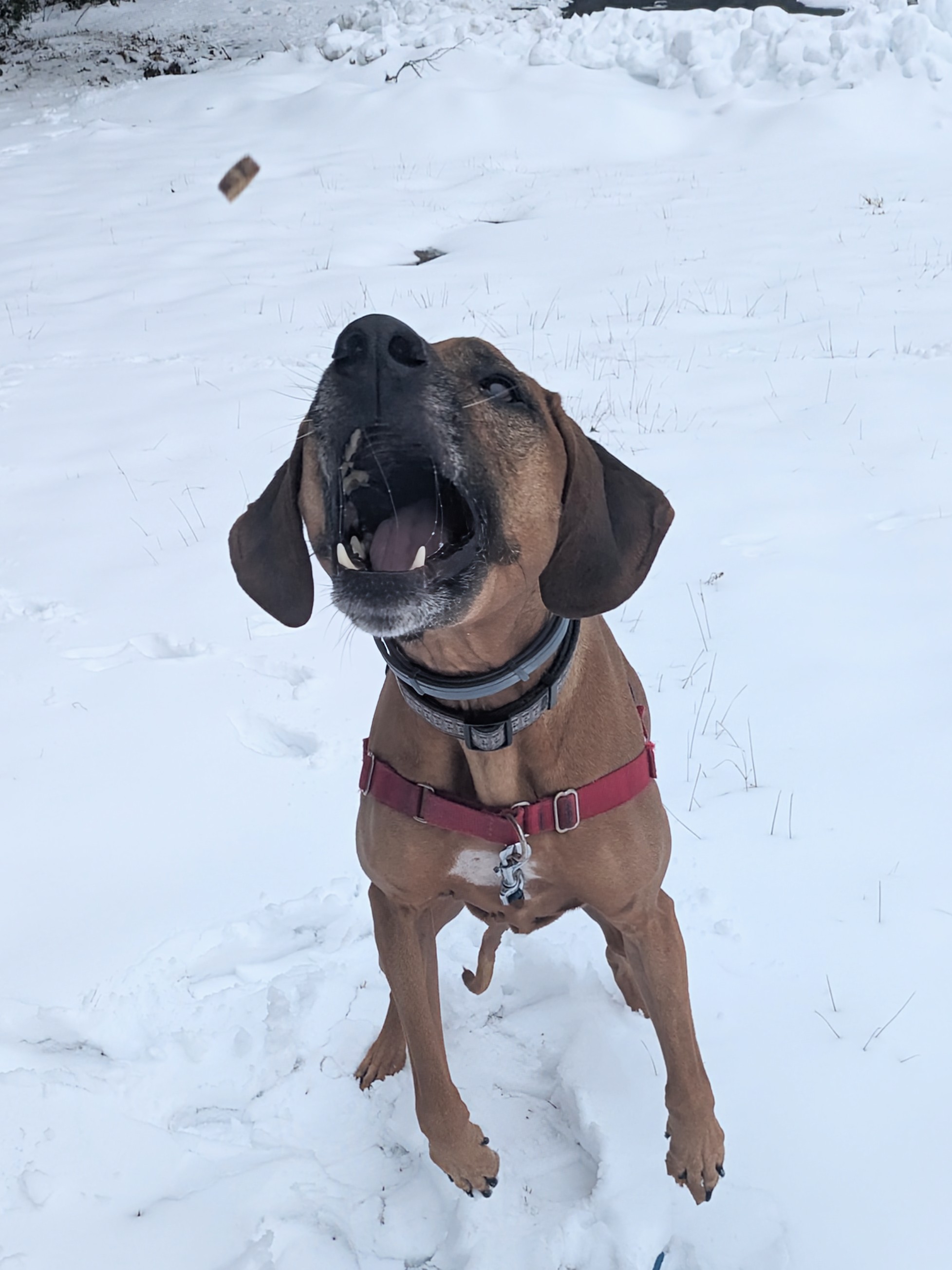 Bebopping and treat catching with Brie!😀