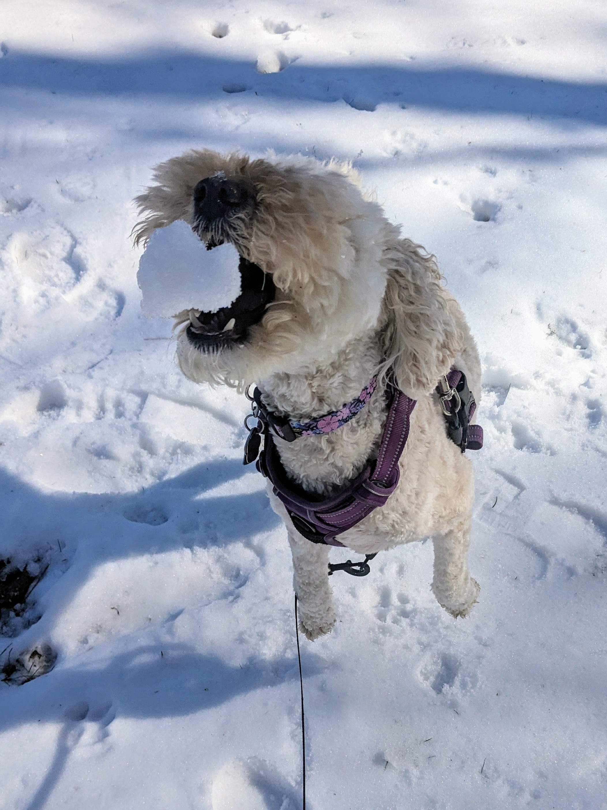 Great balls of snow!