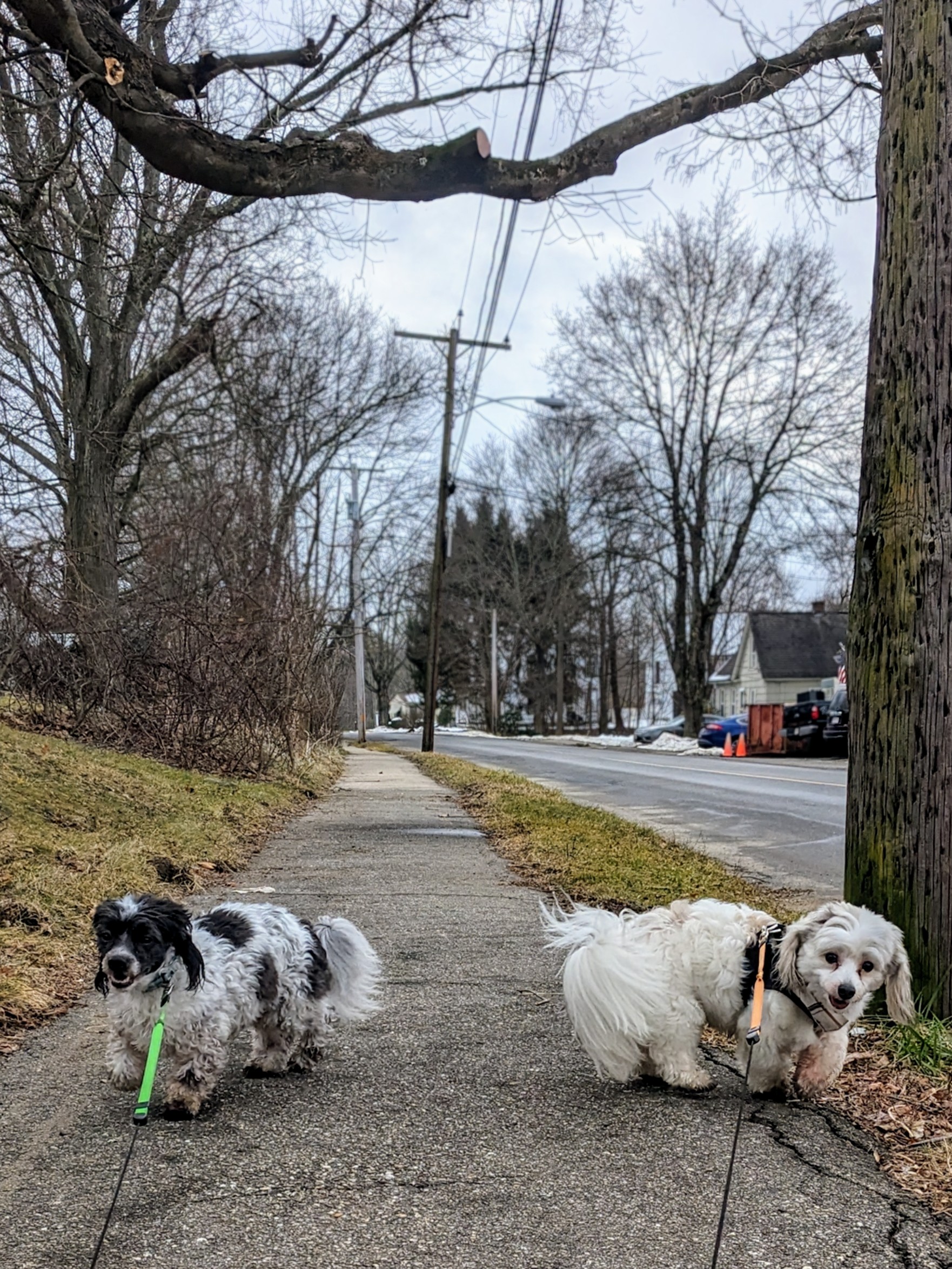 Double Shot Friday: Krypto and Henry