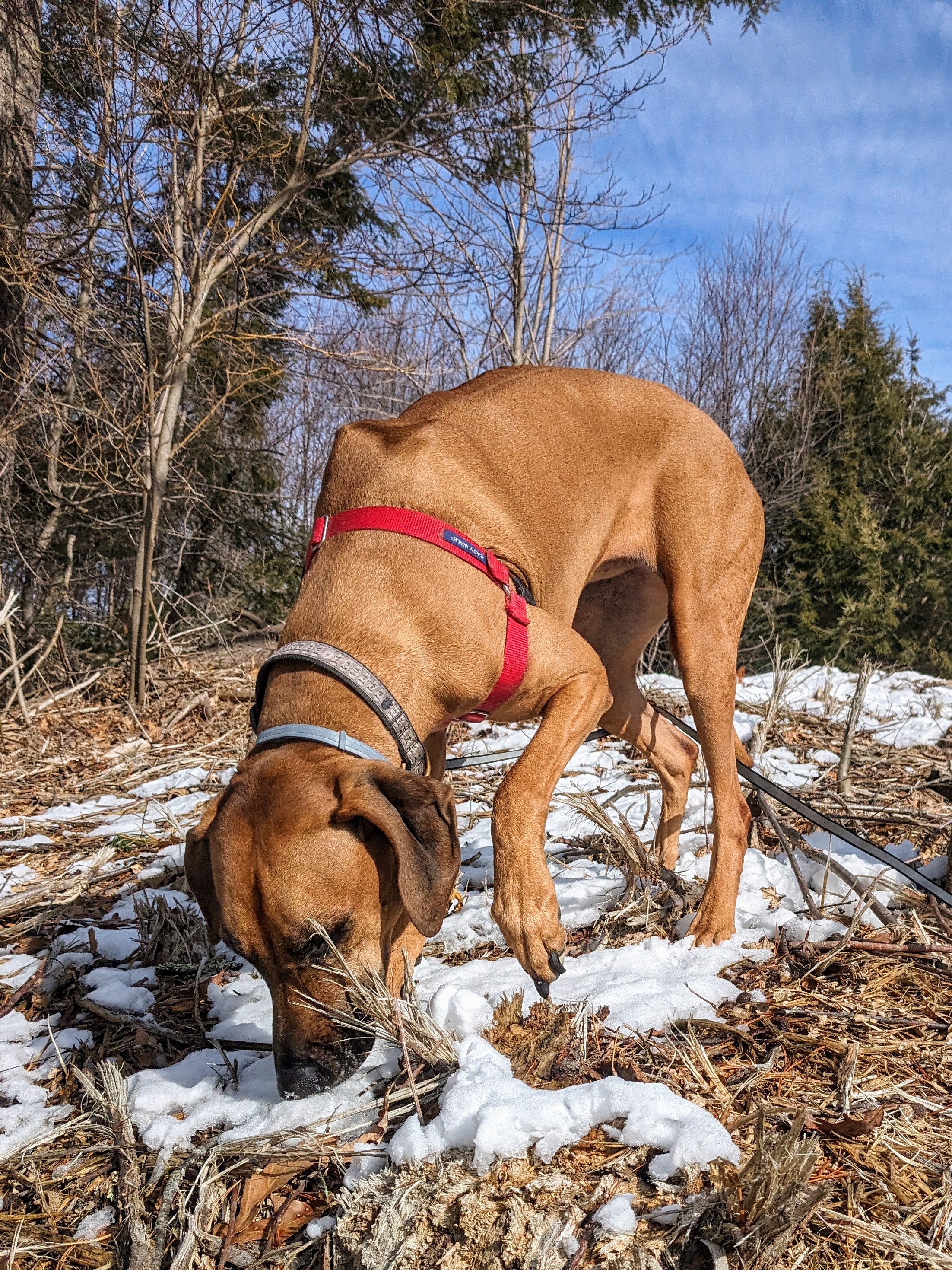 The thrill of the hunt