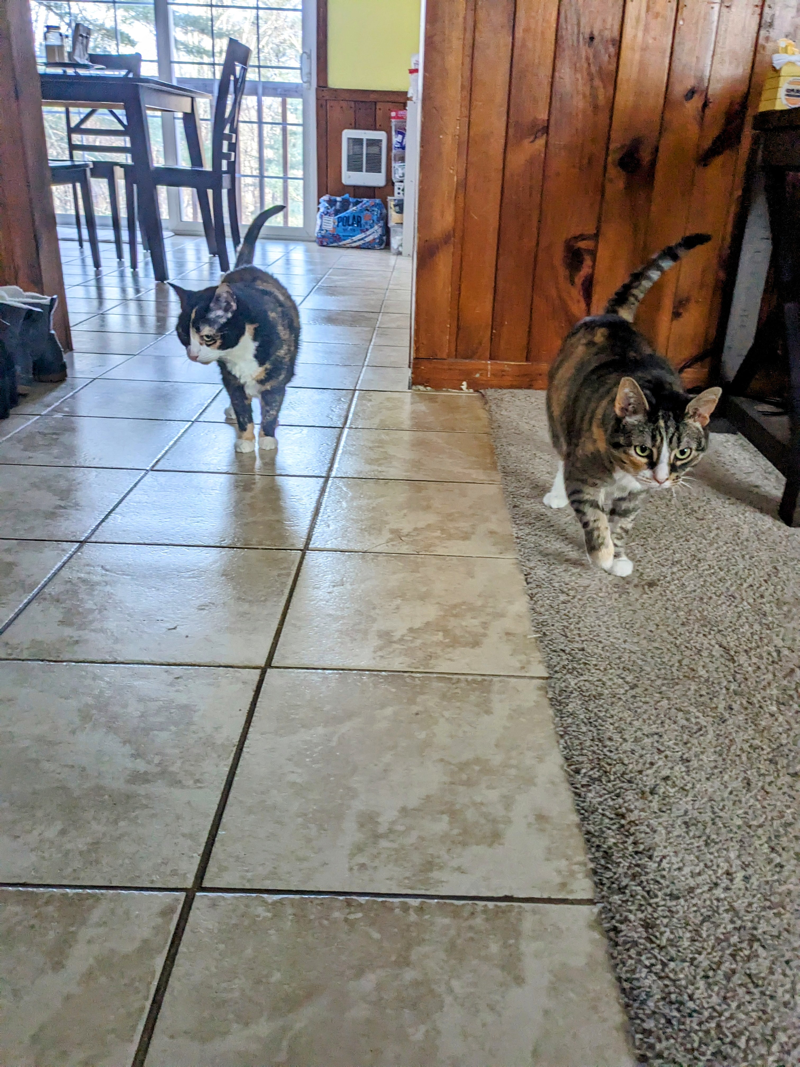 Sunday Funday with Tinker and Blu!