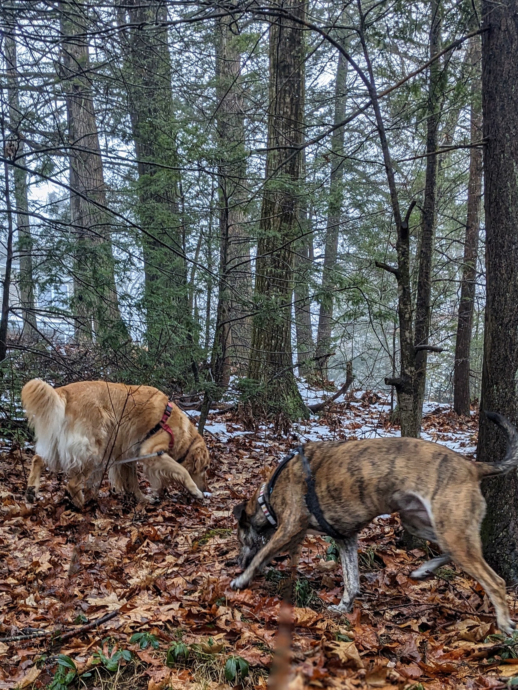 Something In The Woods
