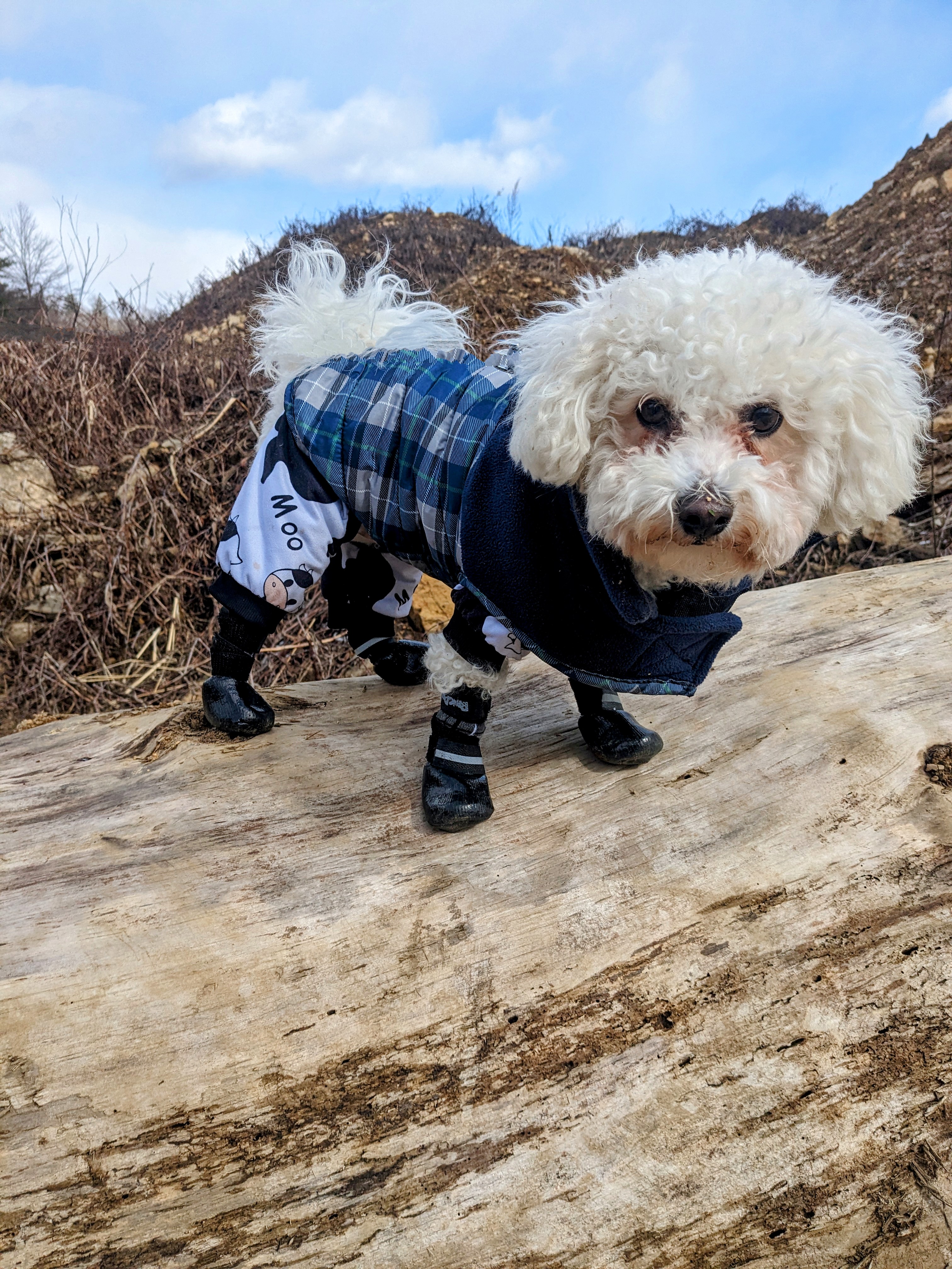 Mylo reaches new heights! ❤️🐾