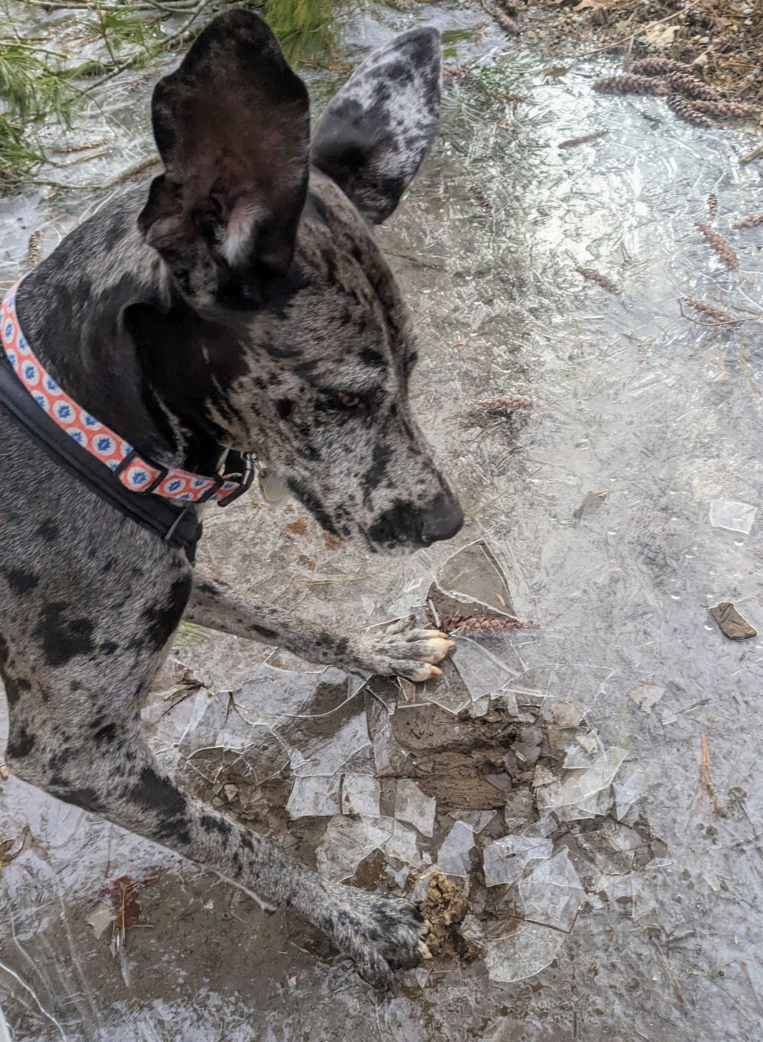 Ice Breaker Koda