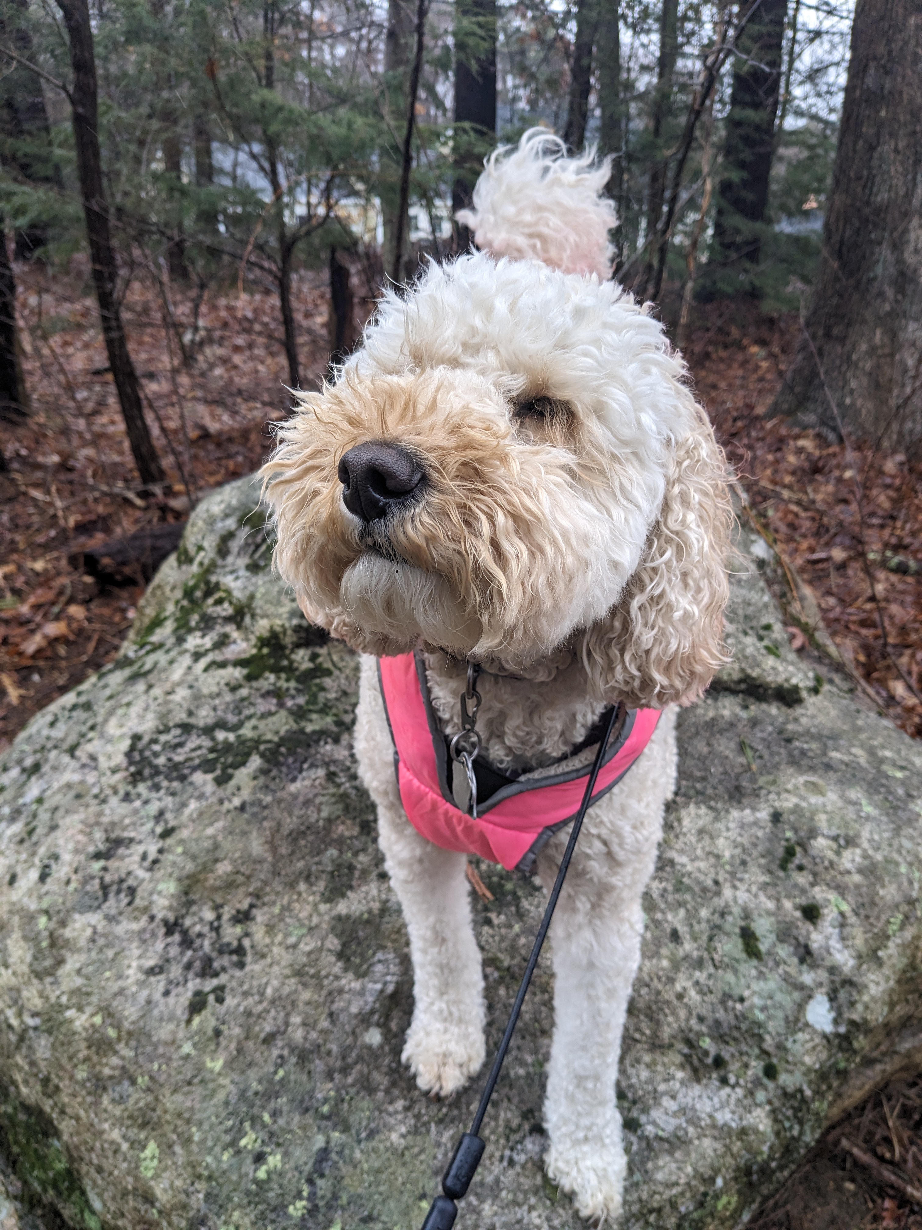 Rainy day walk with Millie.🐾❤️🌧️