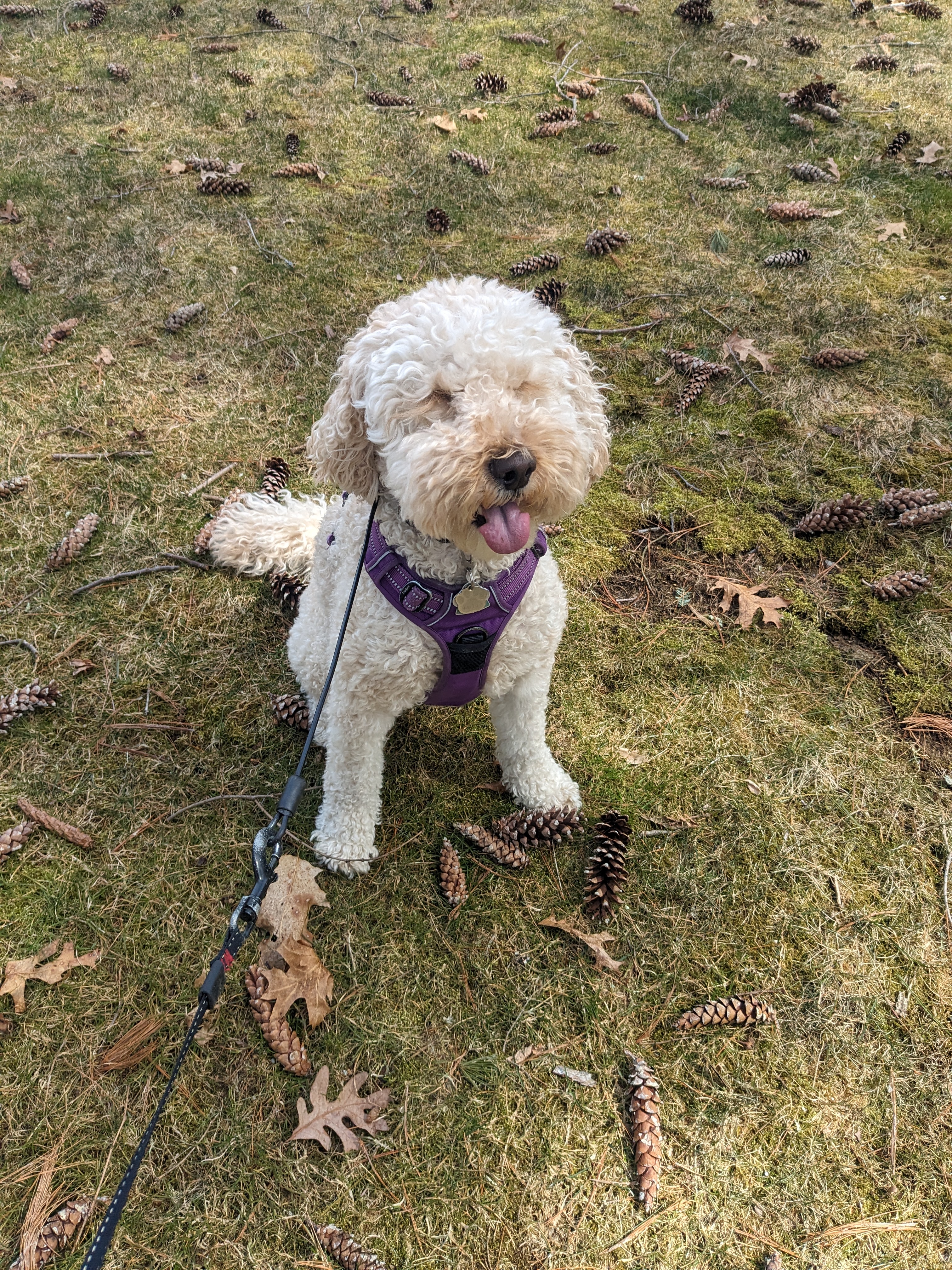 Monday Shenanigans with Millie! 🐾❤️🤪