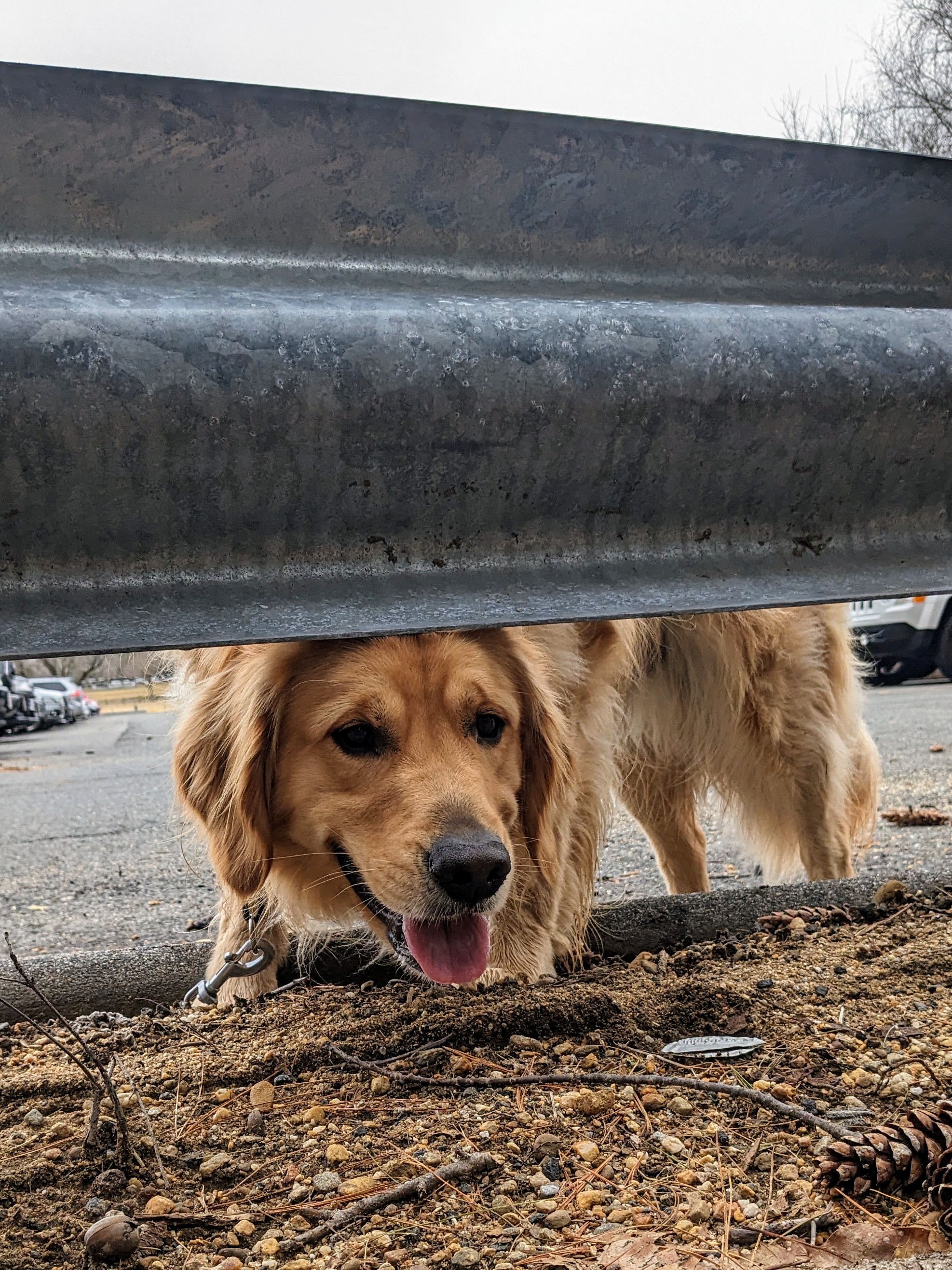 Peek-A-Beau