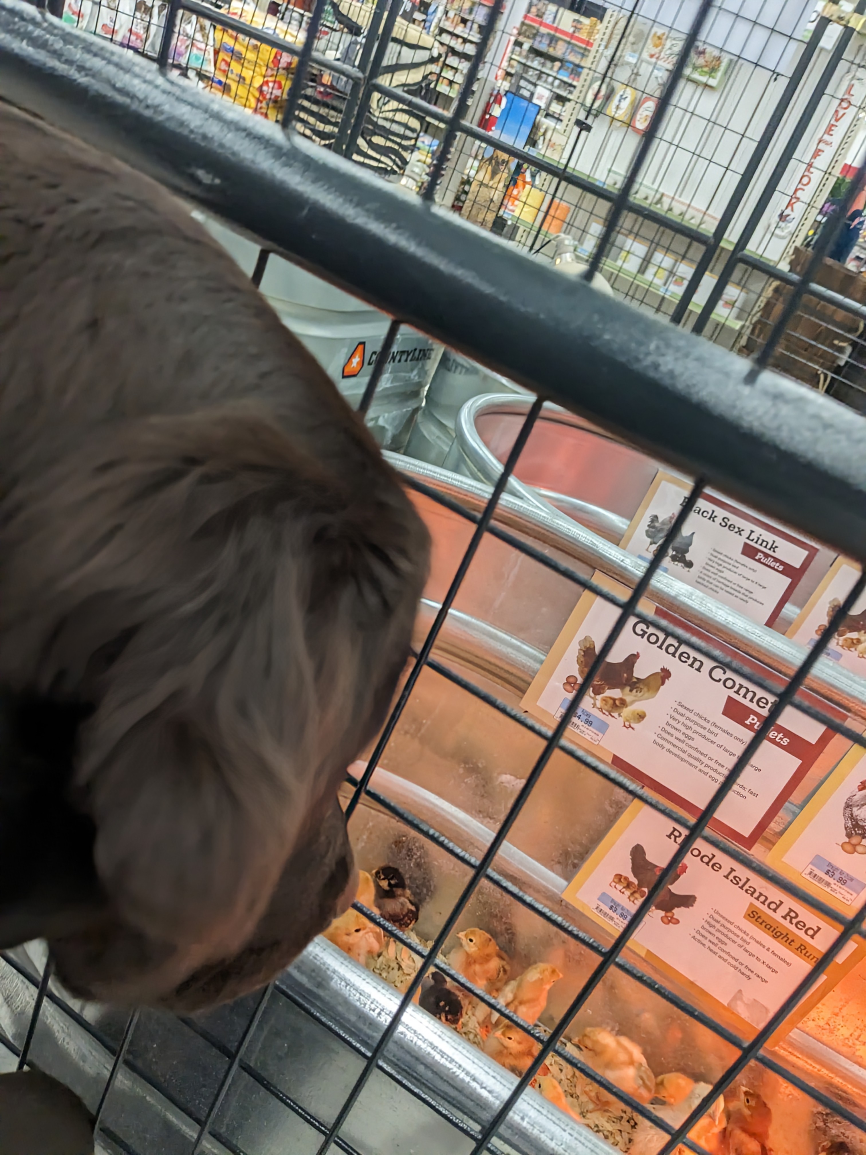 Penny has a field trip!
