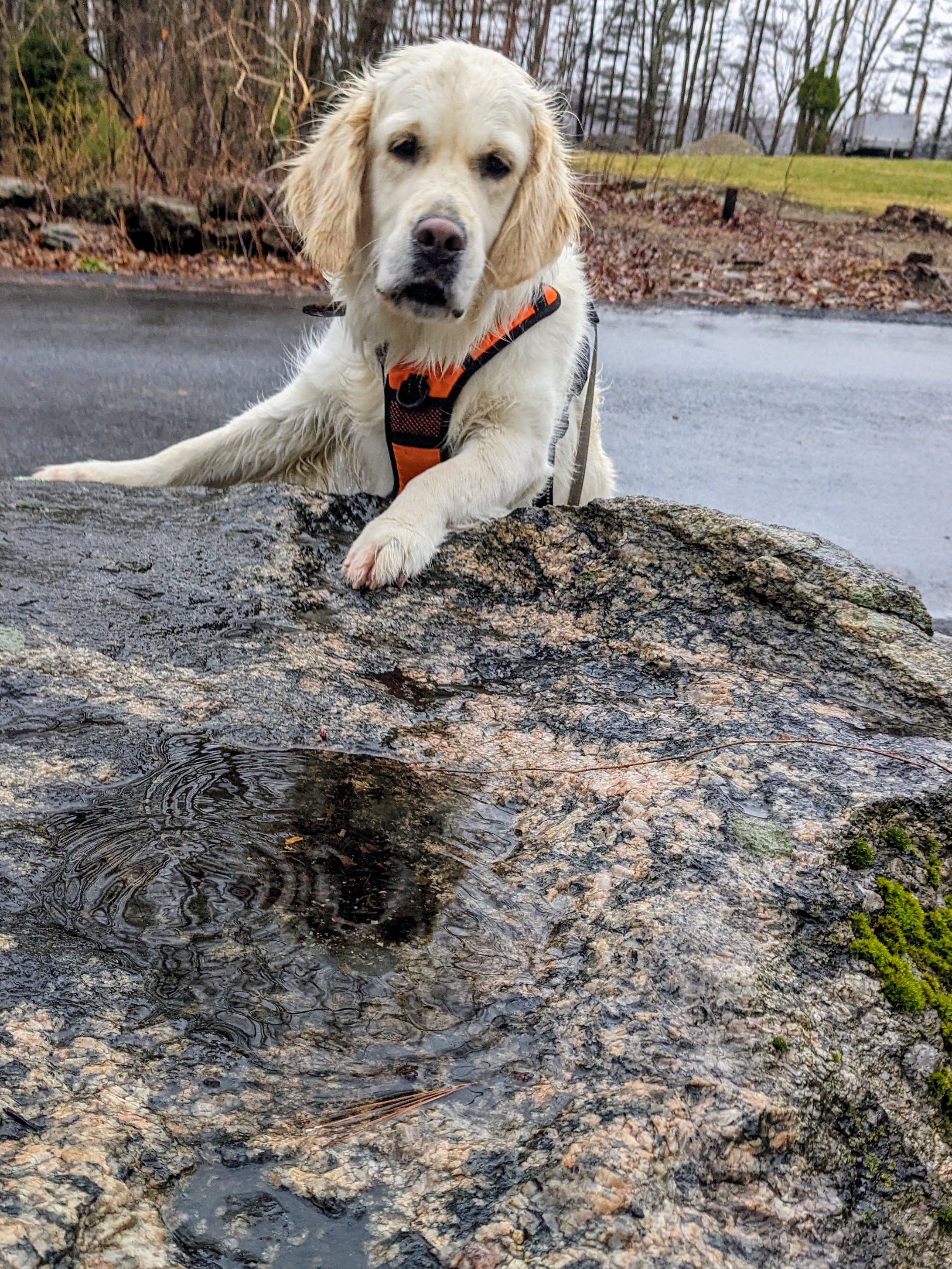 Singing In The Rain