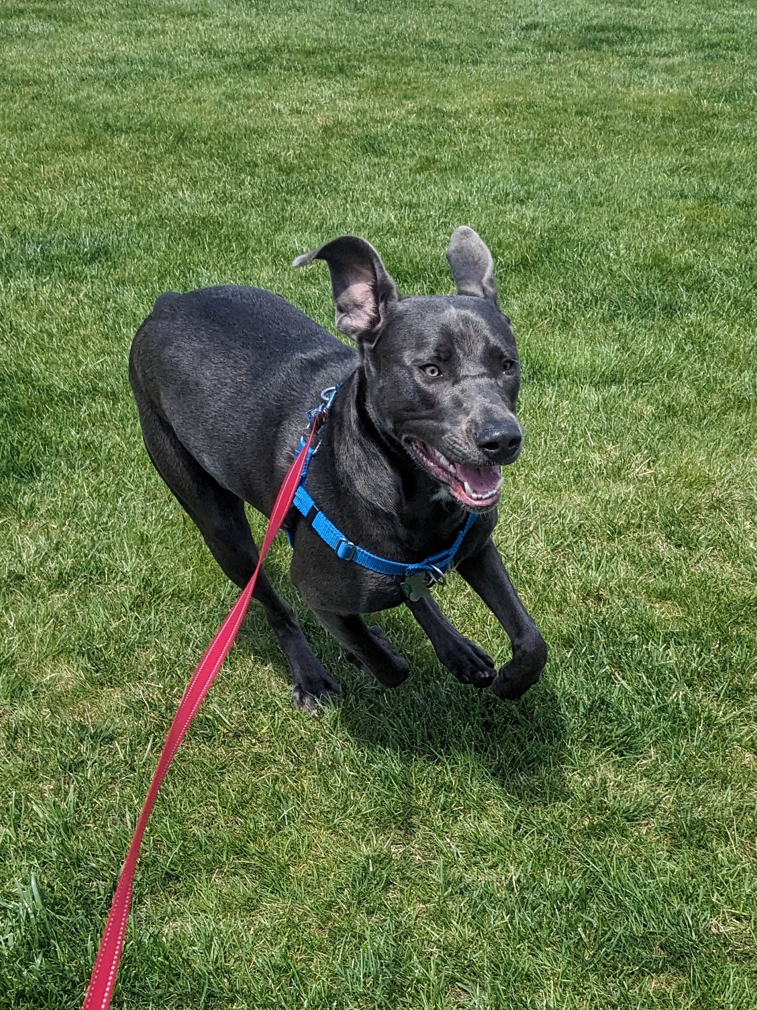 Oliver Has The Sillies!