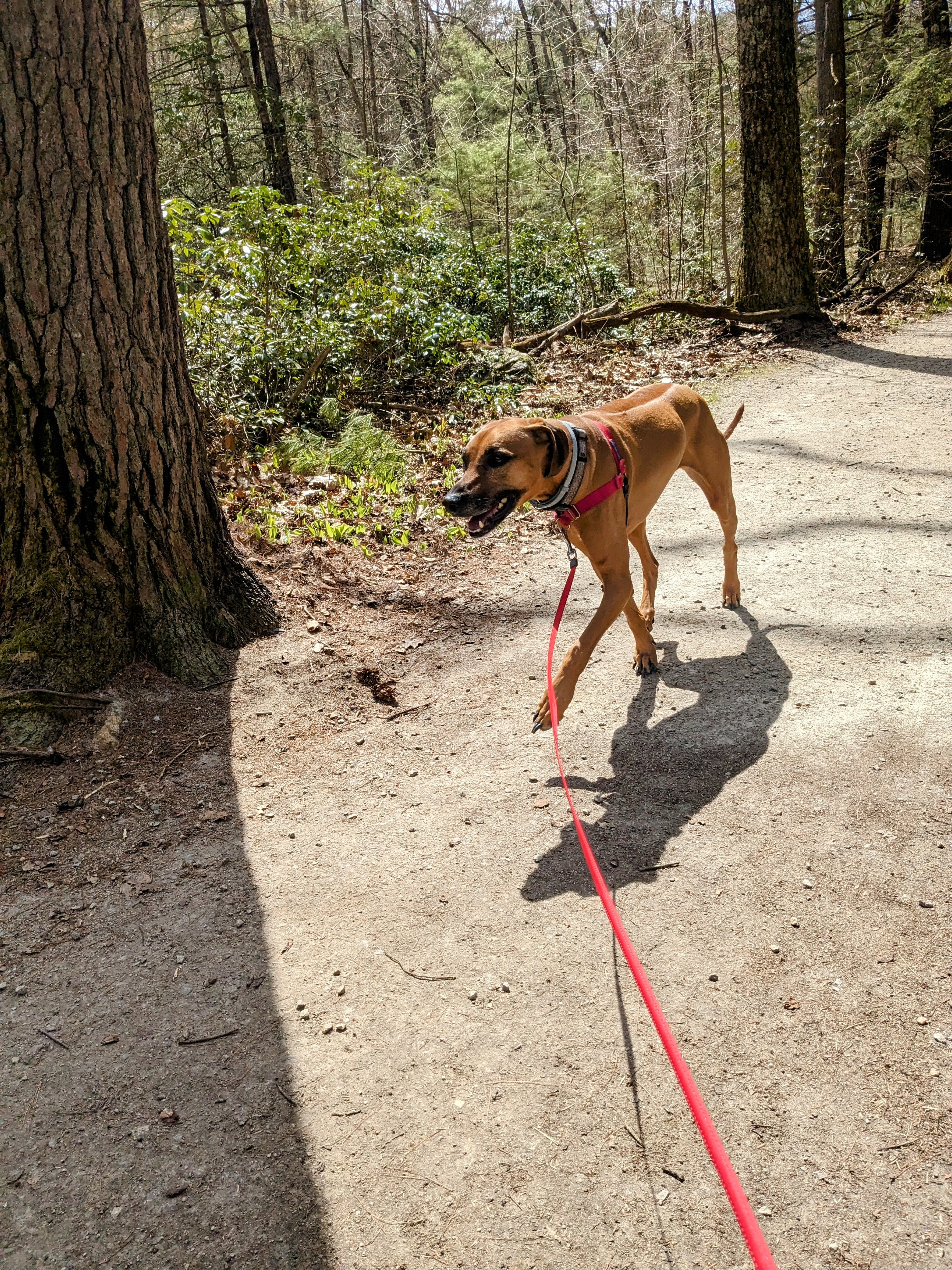 A Nature Walk
