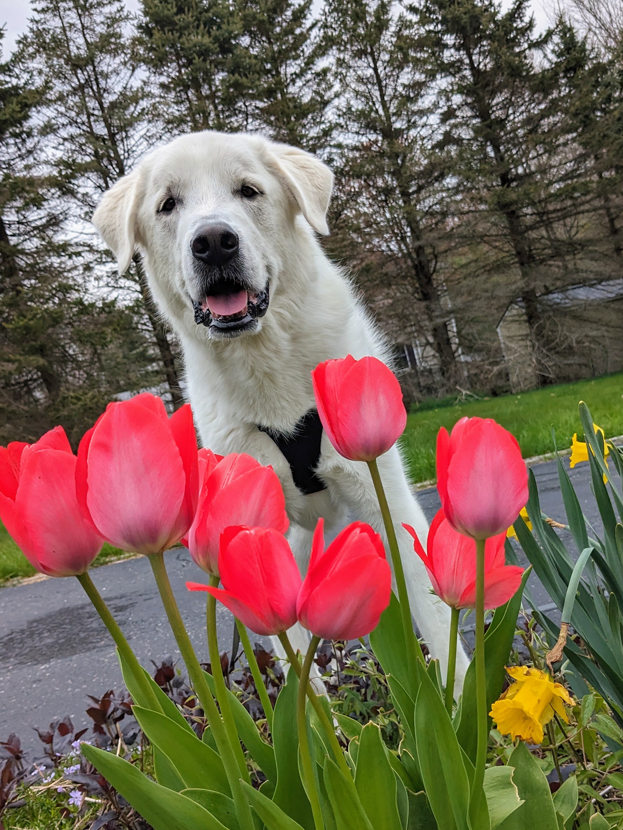 The Flowers’🌷 Favorite Dog