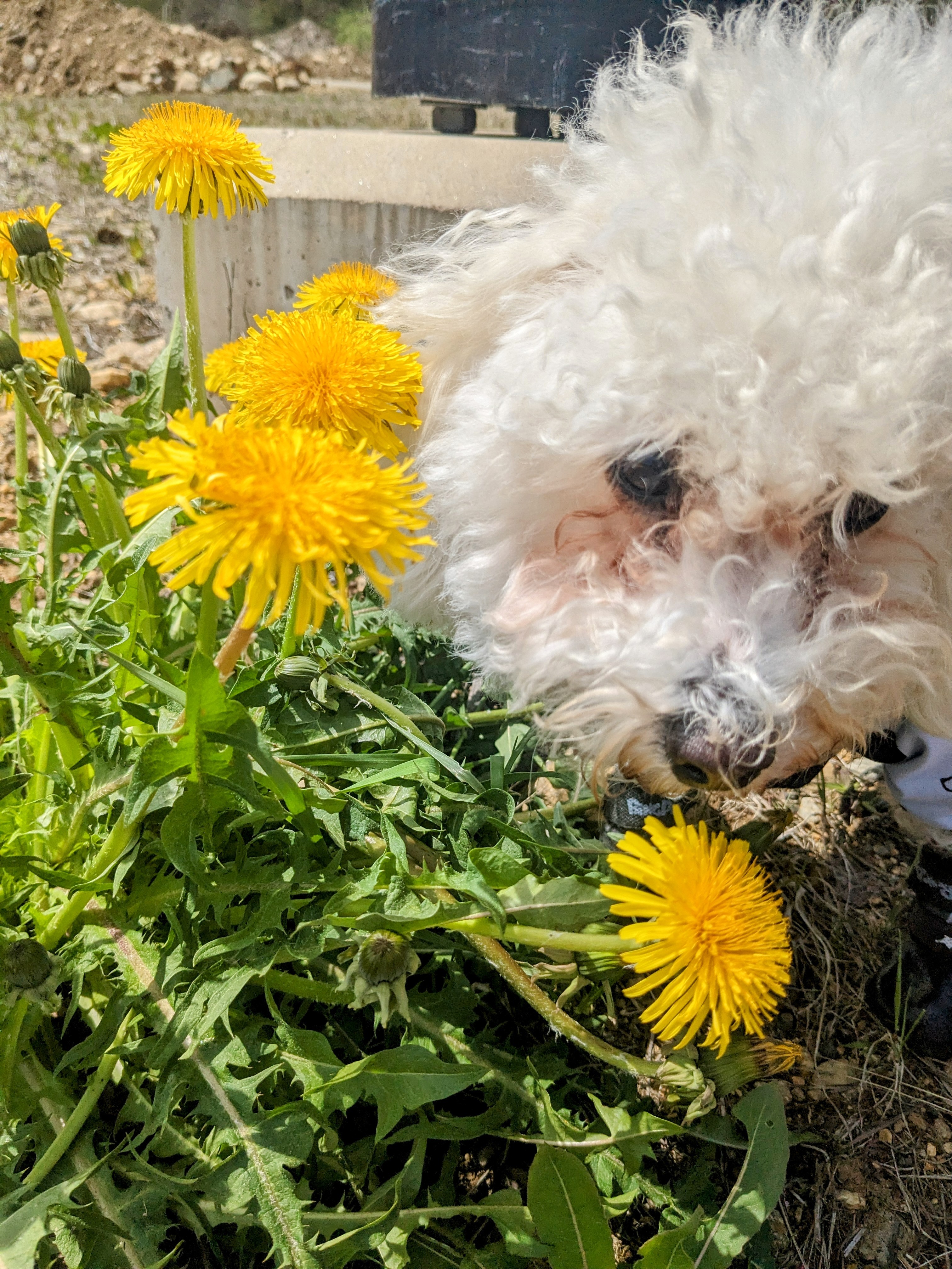 Stop To Smell The Flowers🌼