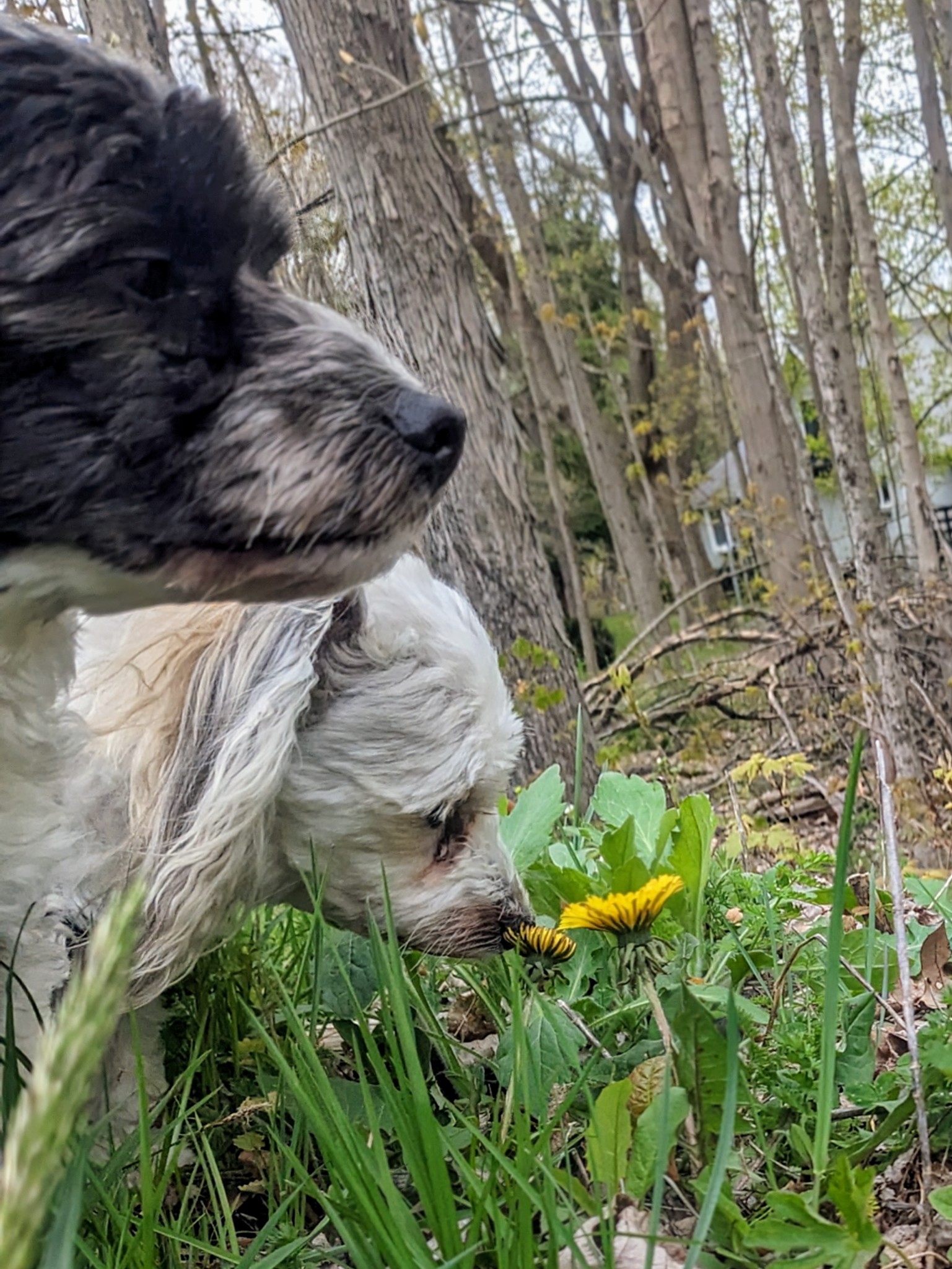Flower Children