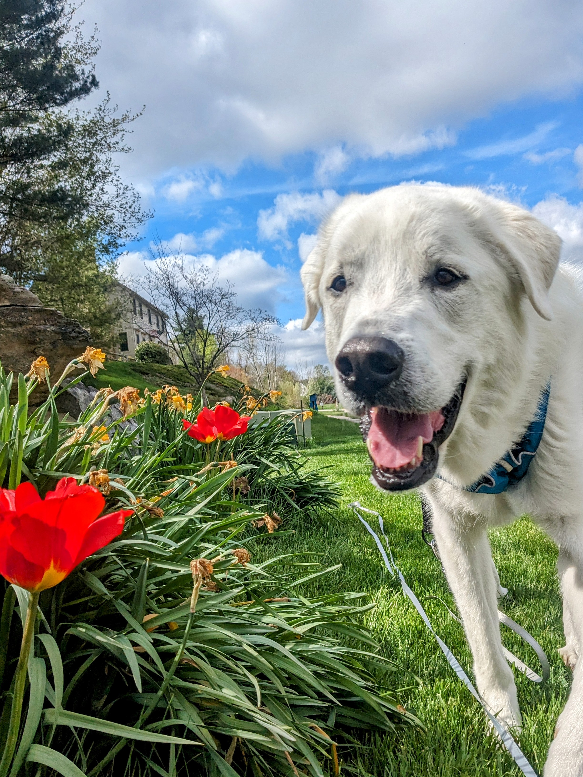 Paw Patrol