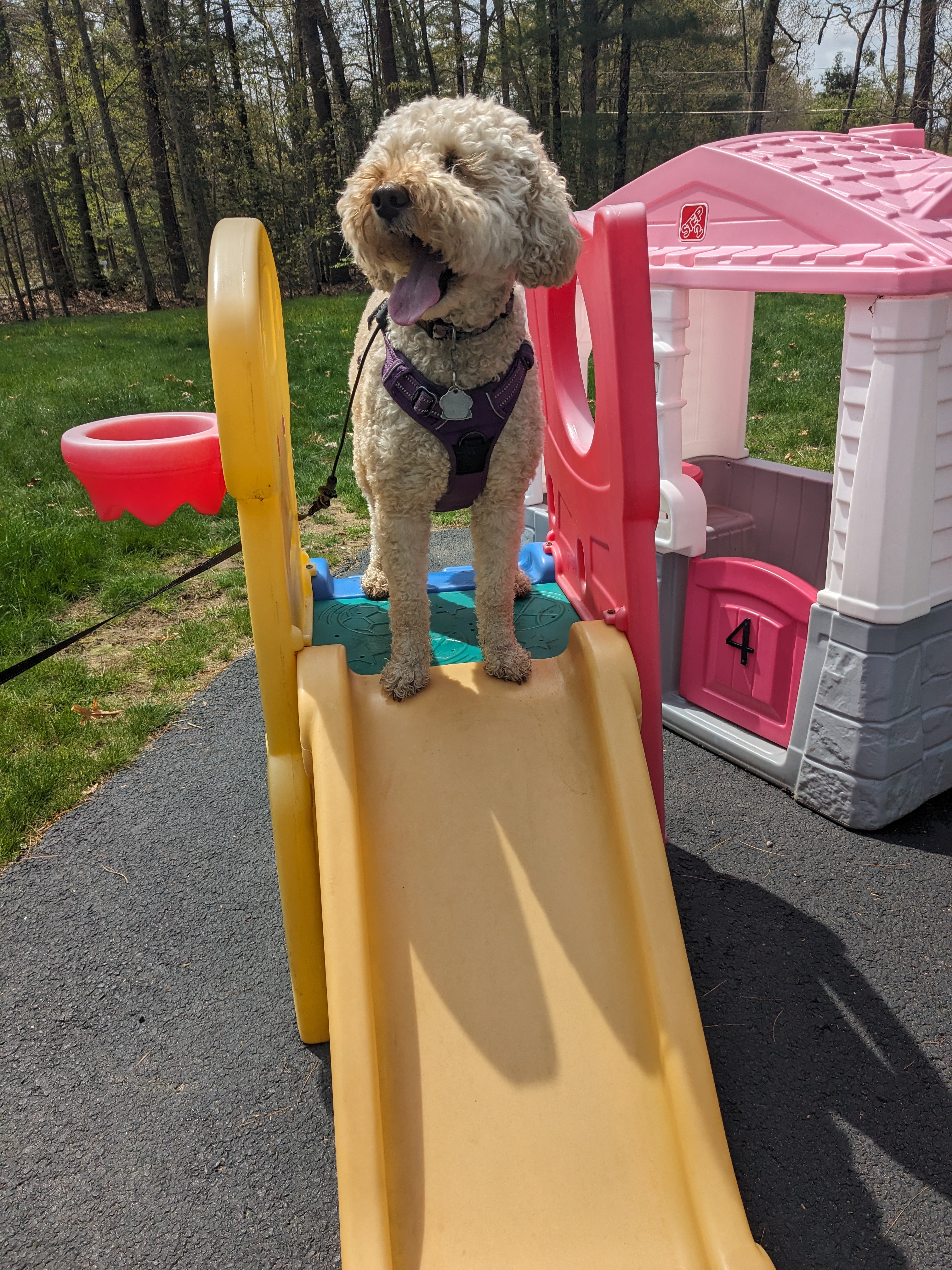 Recess time! 🐾❤️🌞