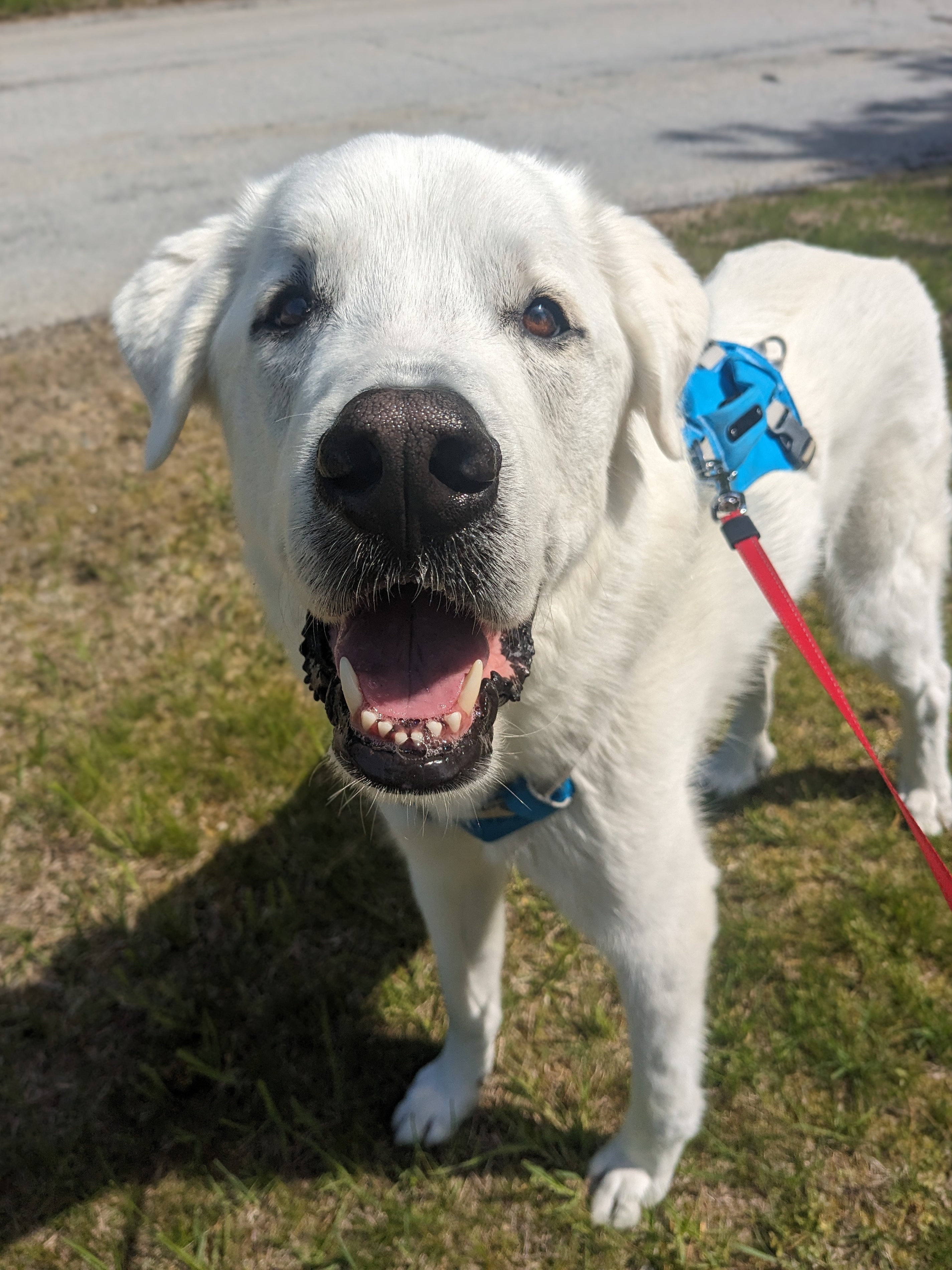 Sunshine & Smiles❤️🐾