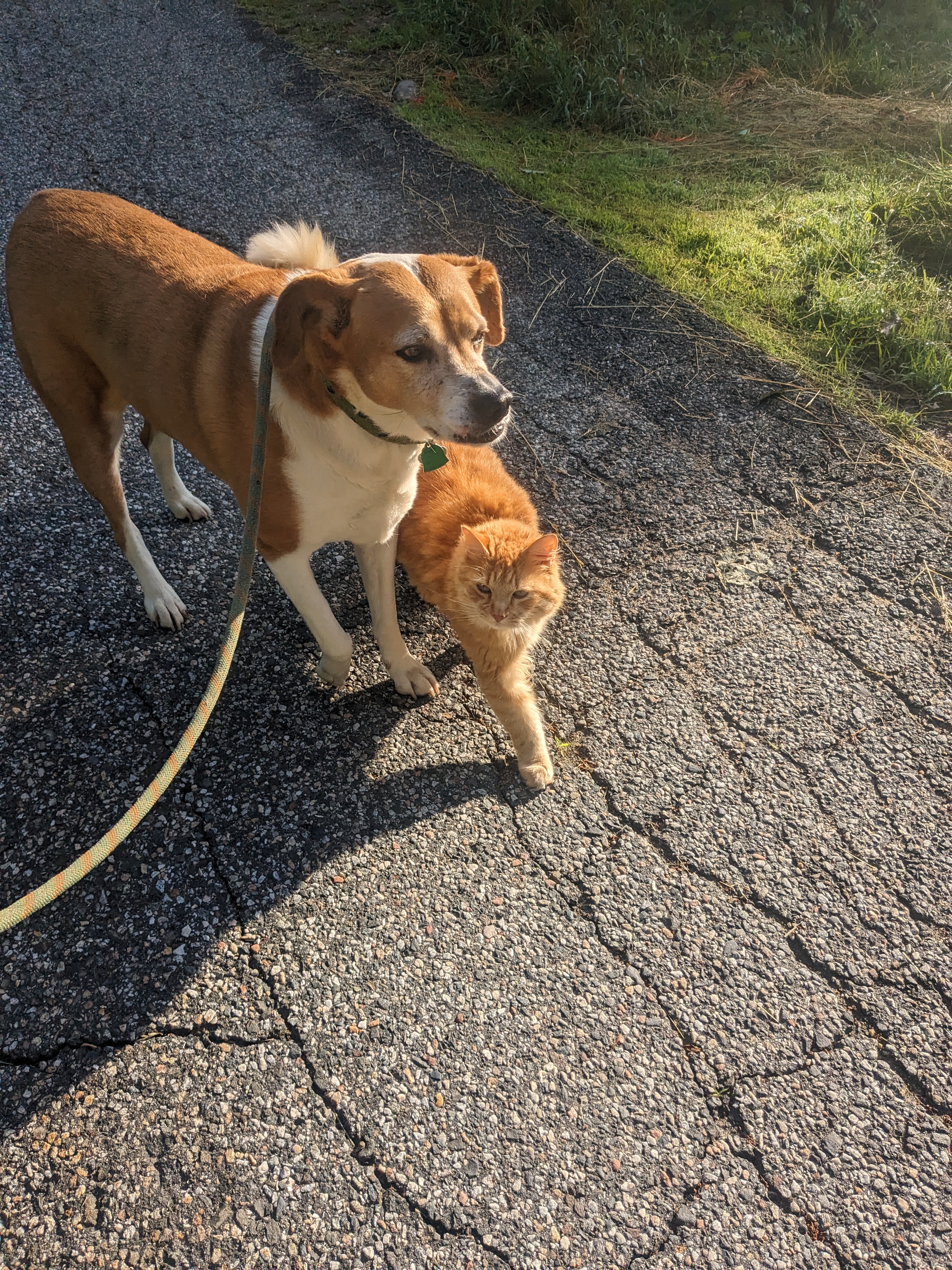 A Morning Walk with Furiends