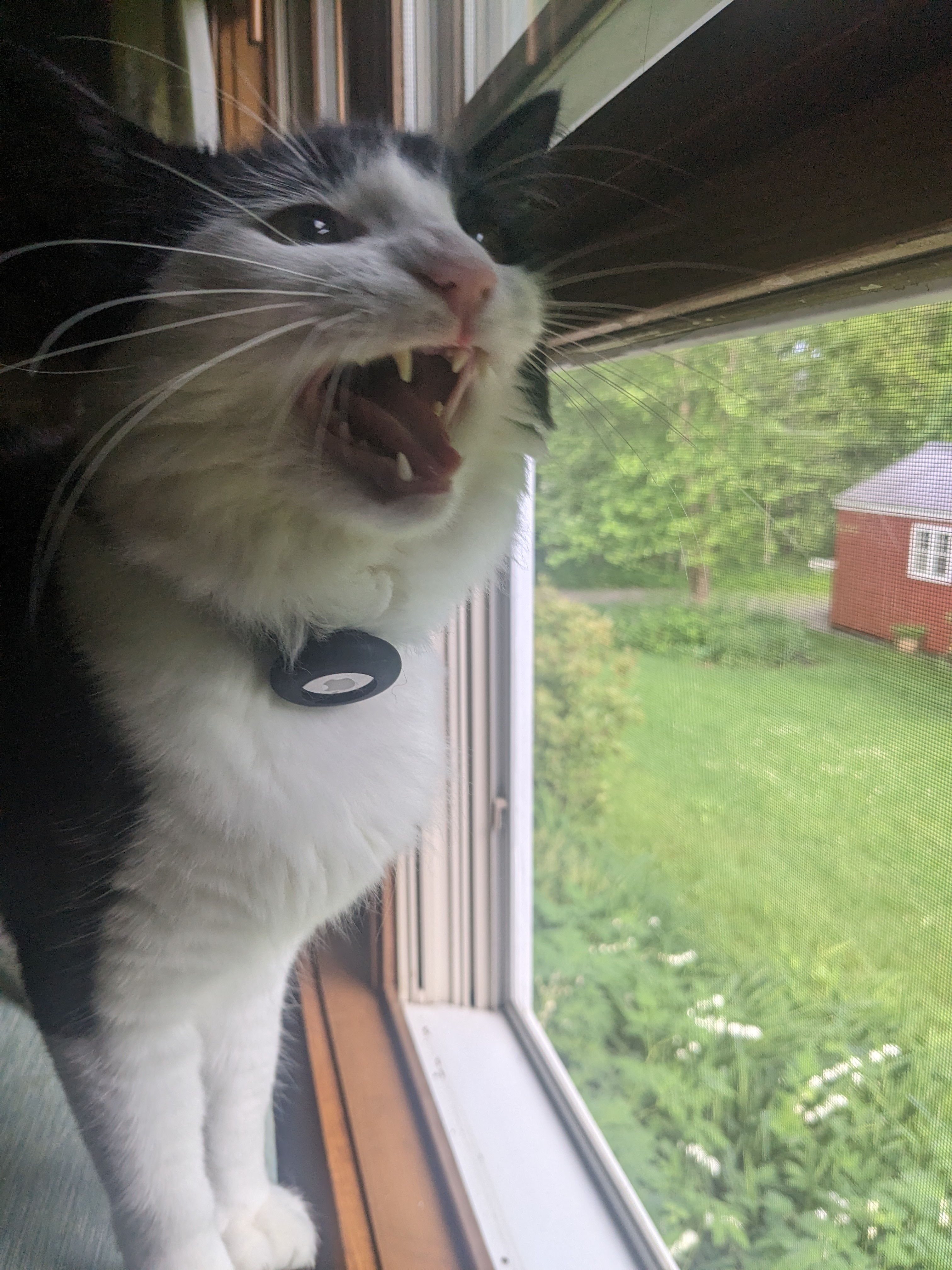 Meowing For Joy!