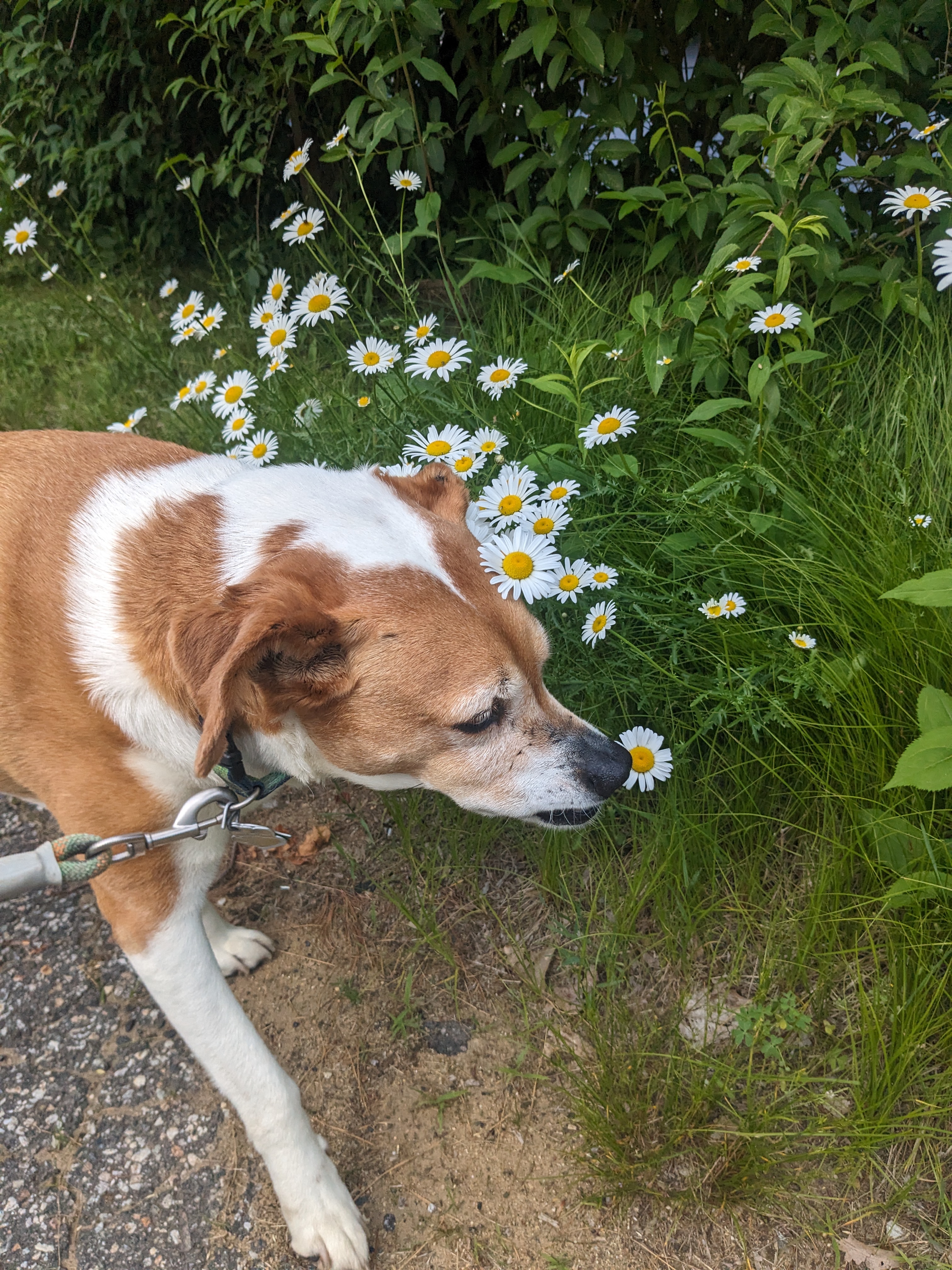 Another Beautiful Evening With My Furry Furiends!