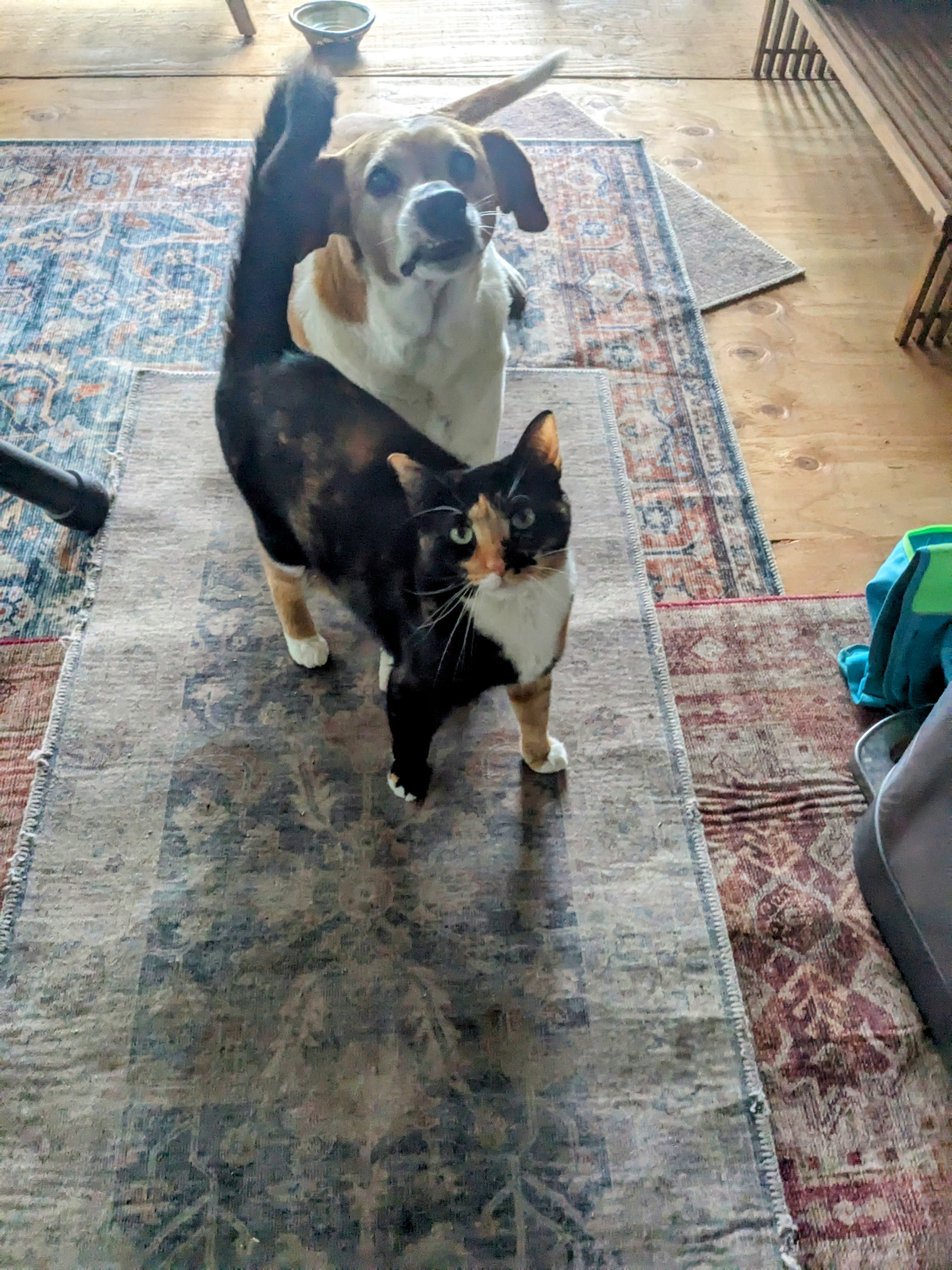 Dinner with Furiends.