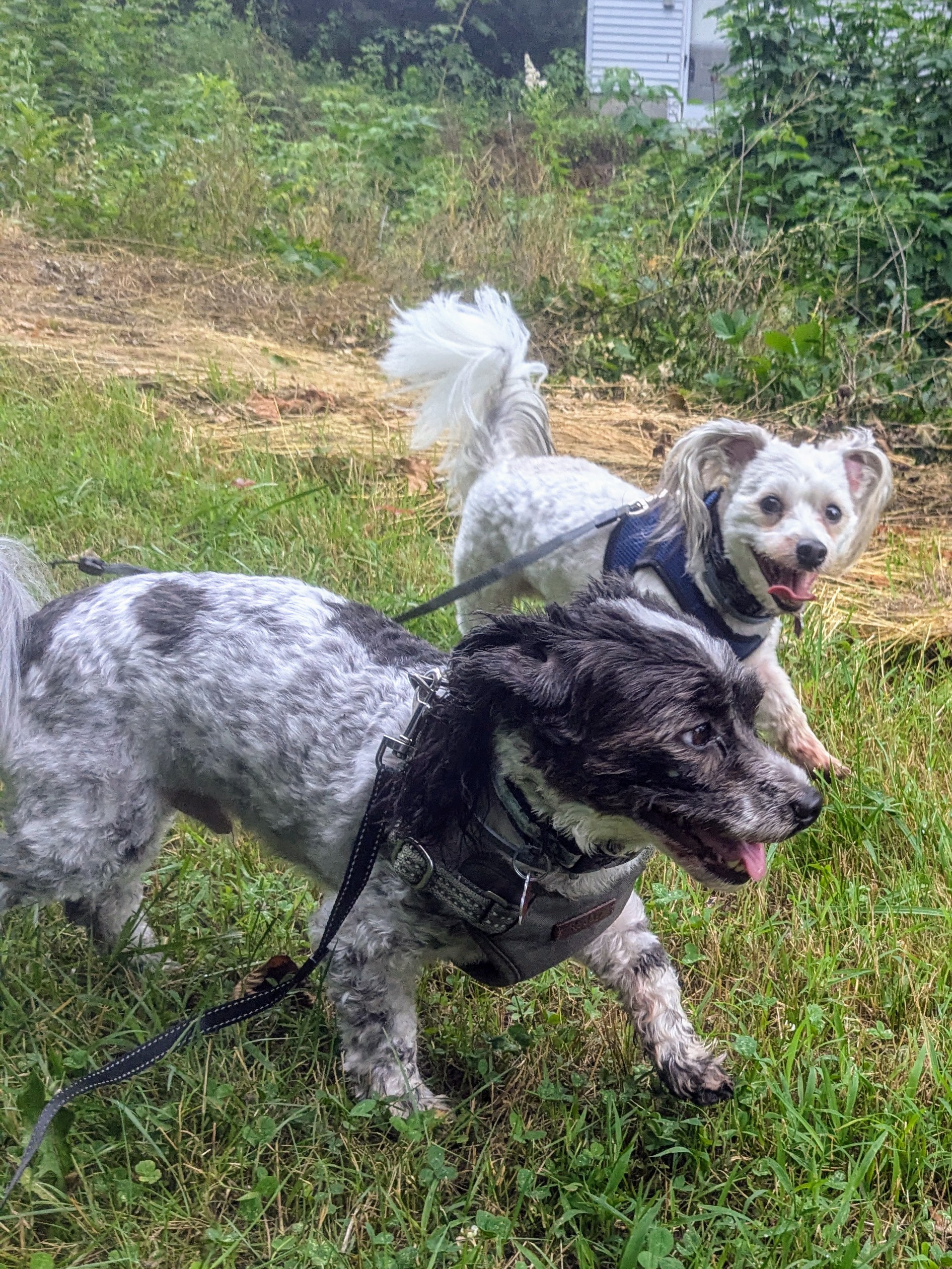 Win Win! 🐕🐕