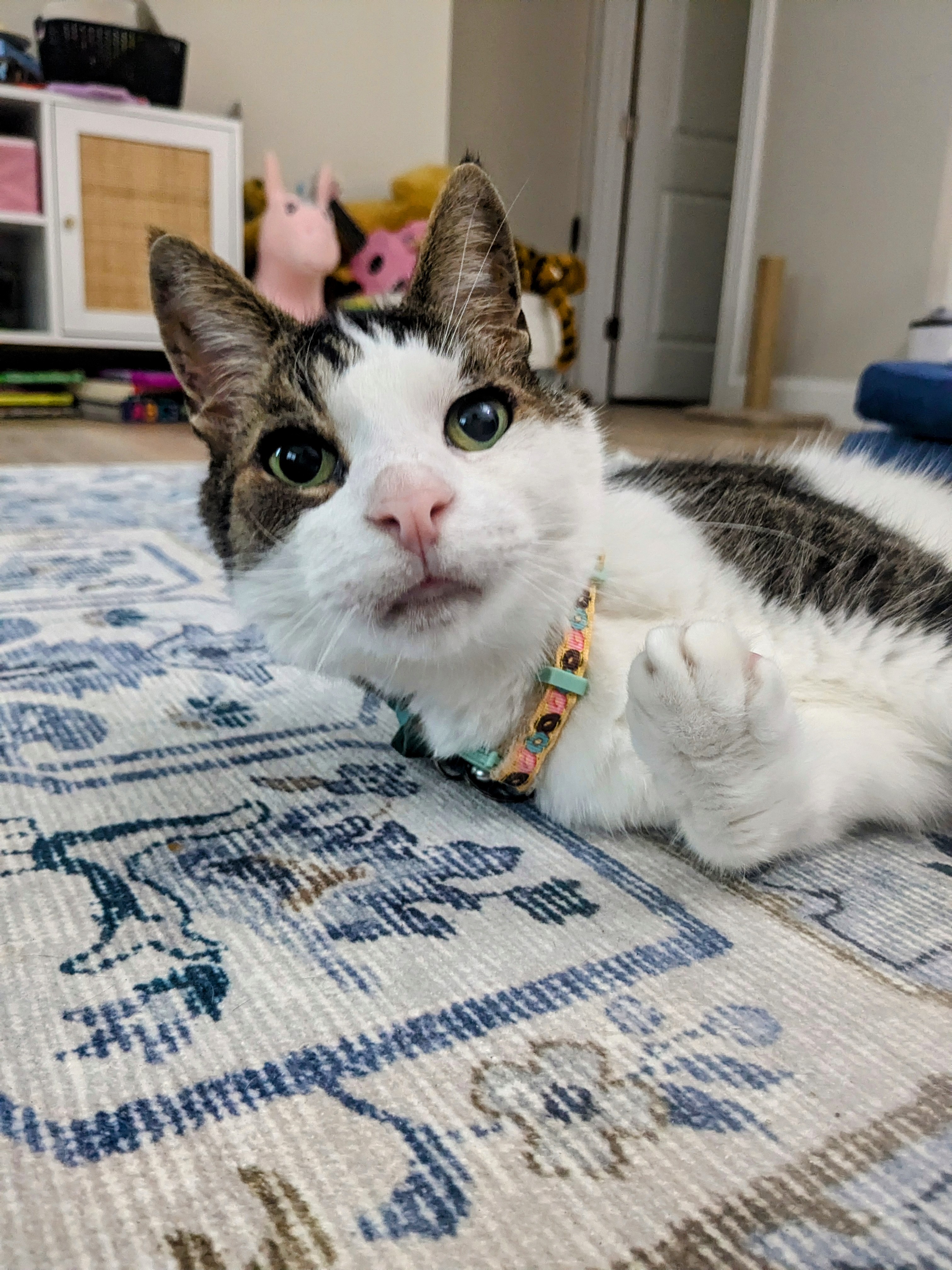 A Purr-fect Morning.