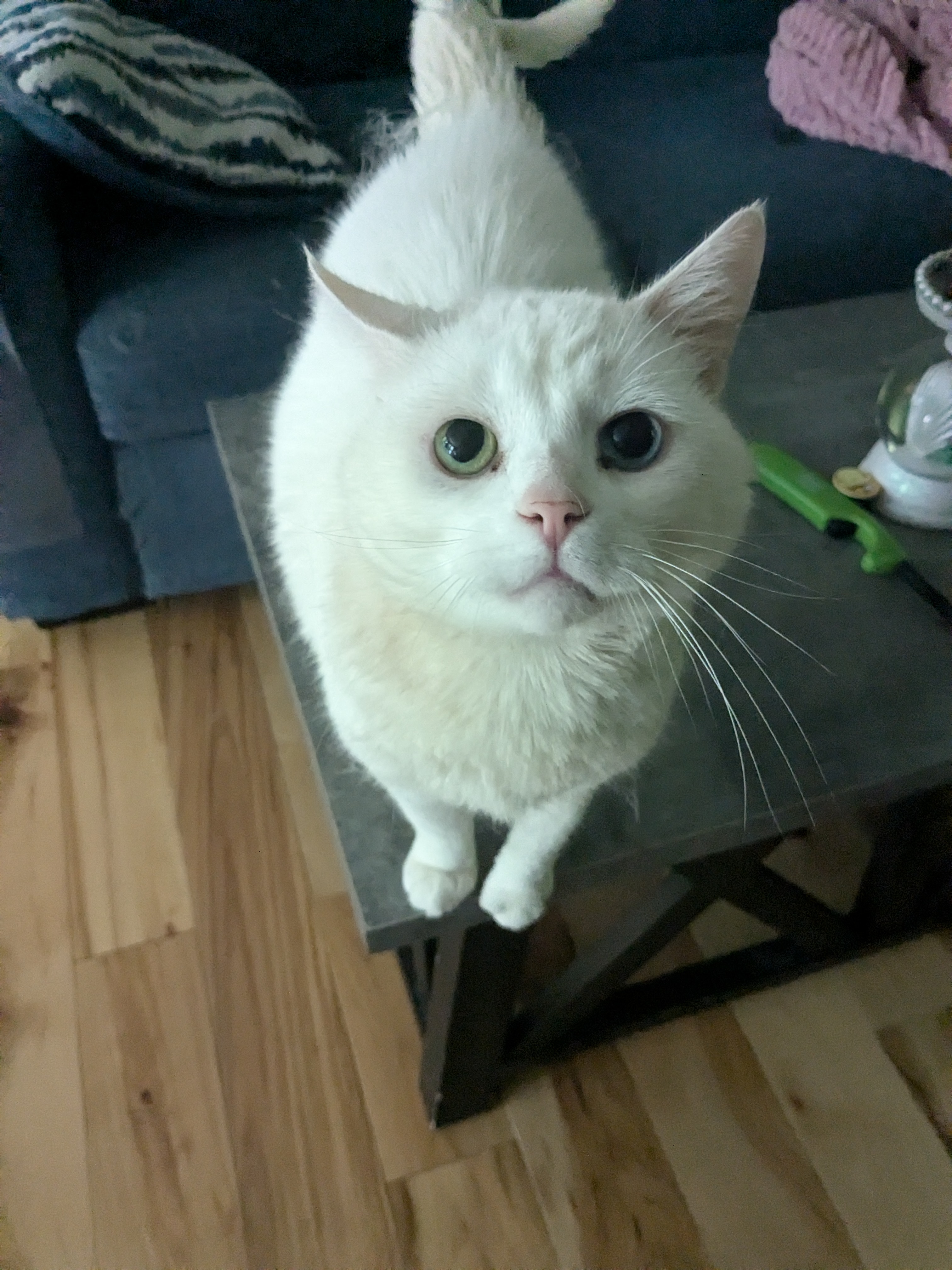 Baymax the Love Bug!