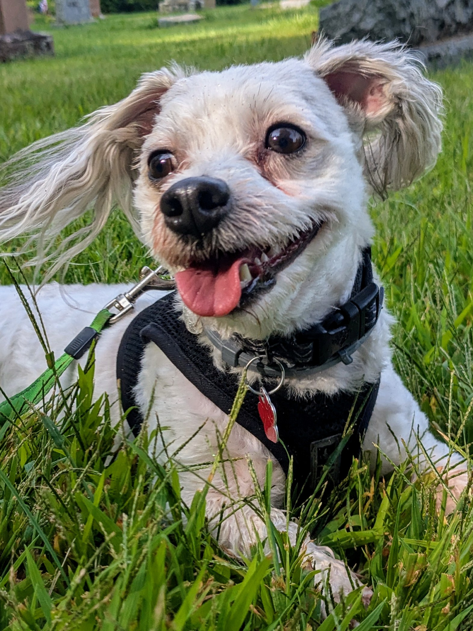 School Portrait Time
