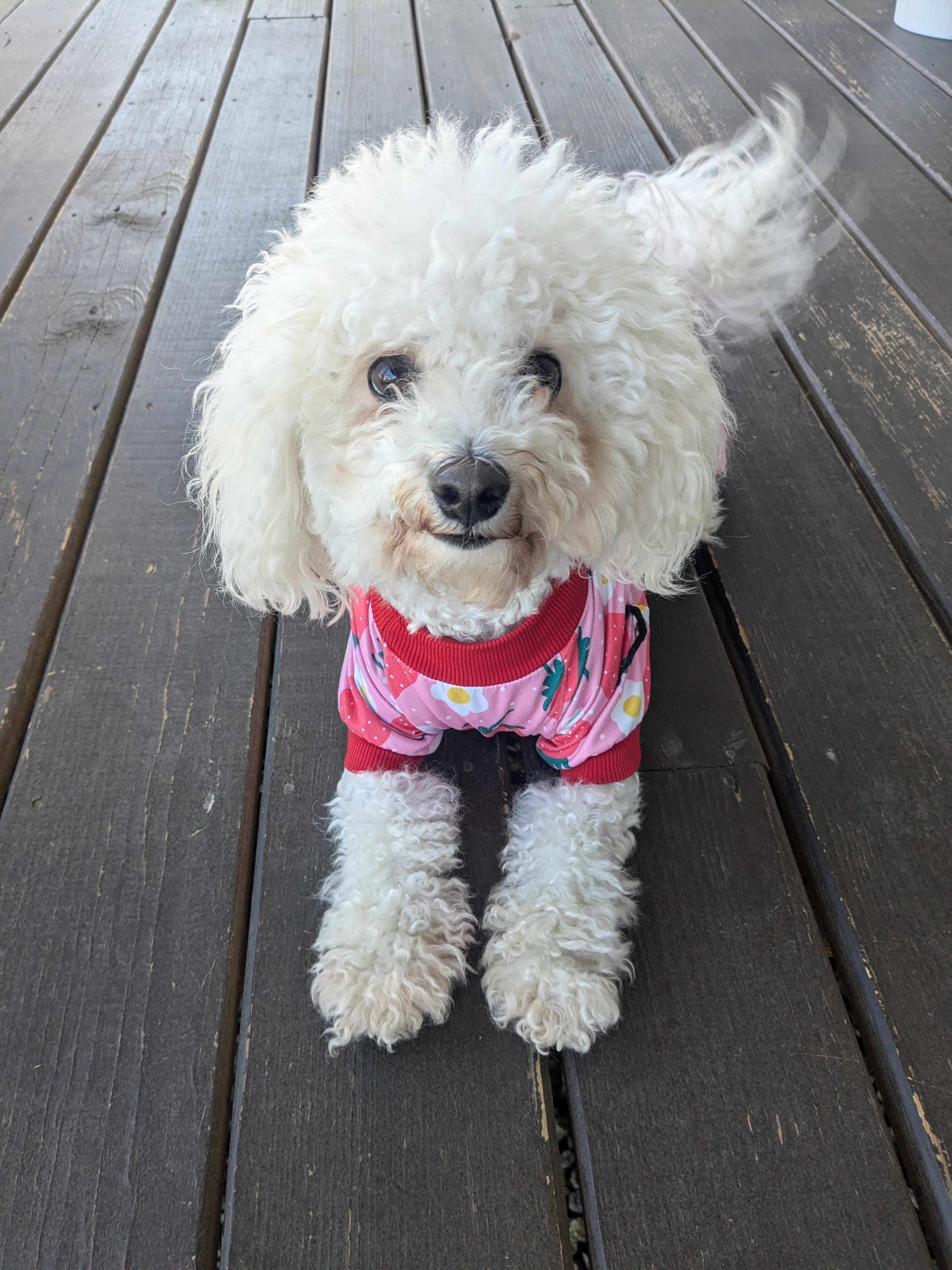 Perfect Day for Some Walkies with Mylo!