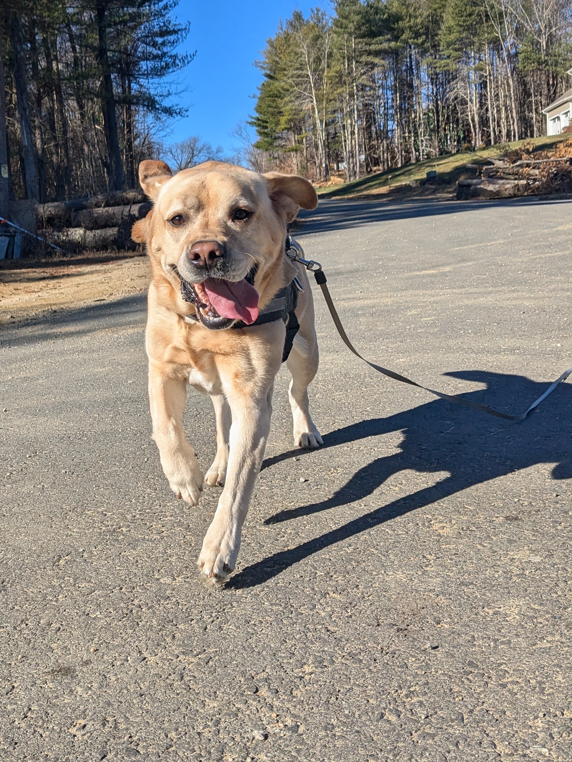 Run, Tucker, Run! 🐾